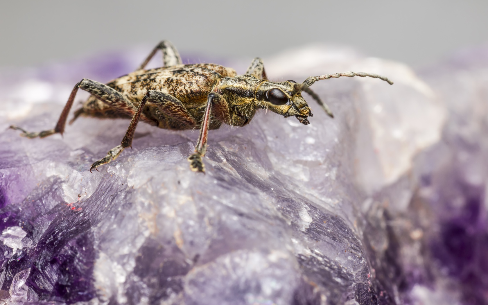 Большой черный-пятнистый усач сидит на кристалле 