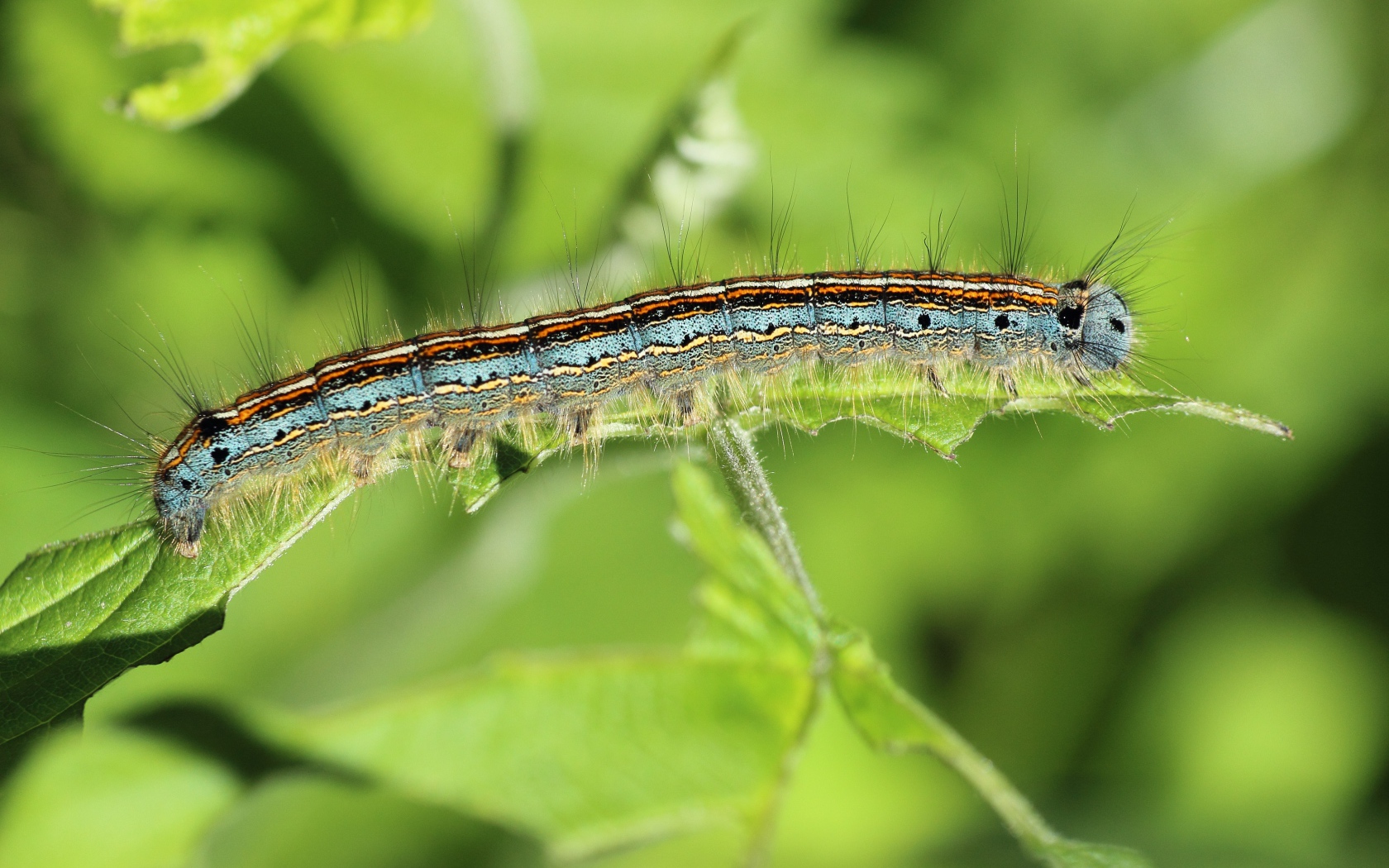 Красивая гусеница на зеленой ветке