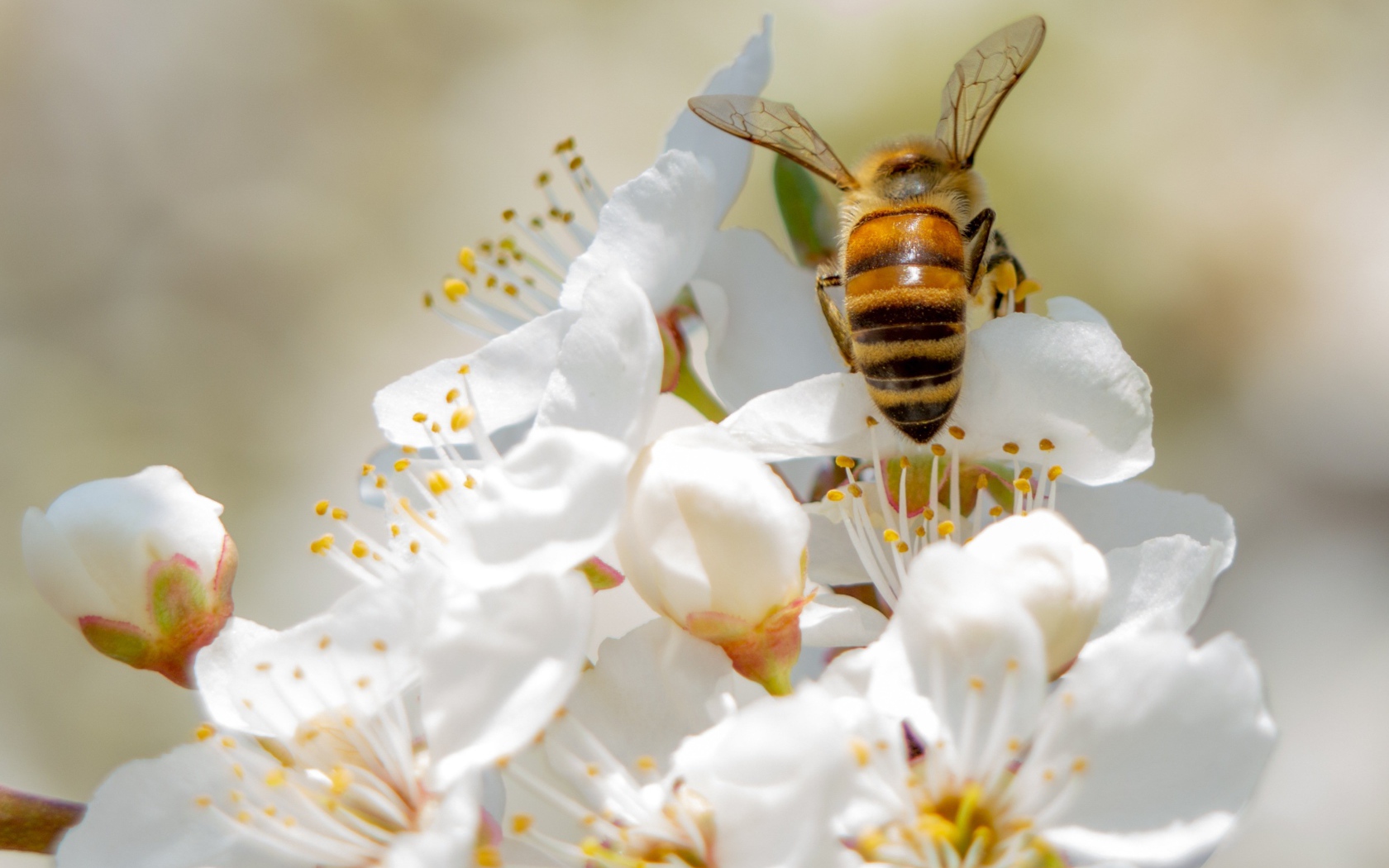 Пчела собирает нектар на цветах вишни 