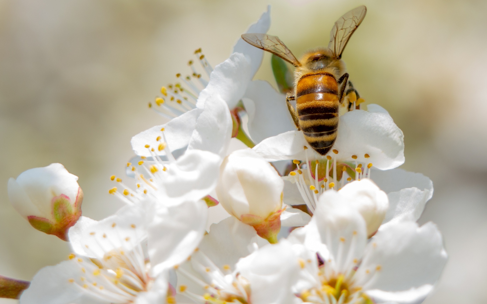 Большая пчела на белых цветах вишни 