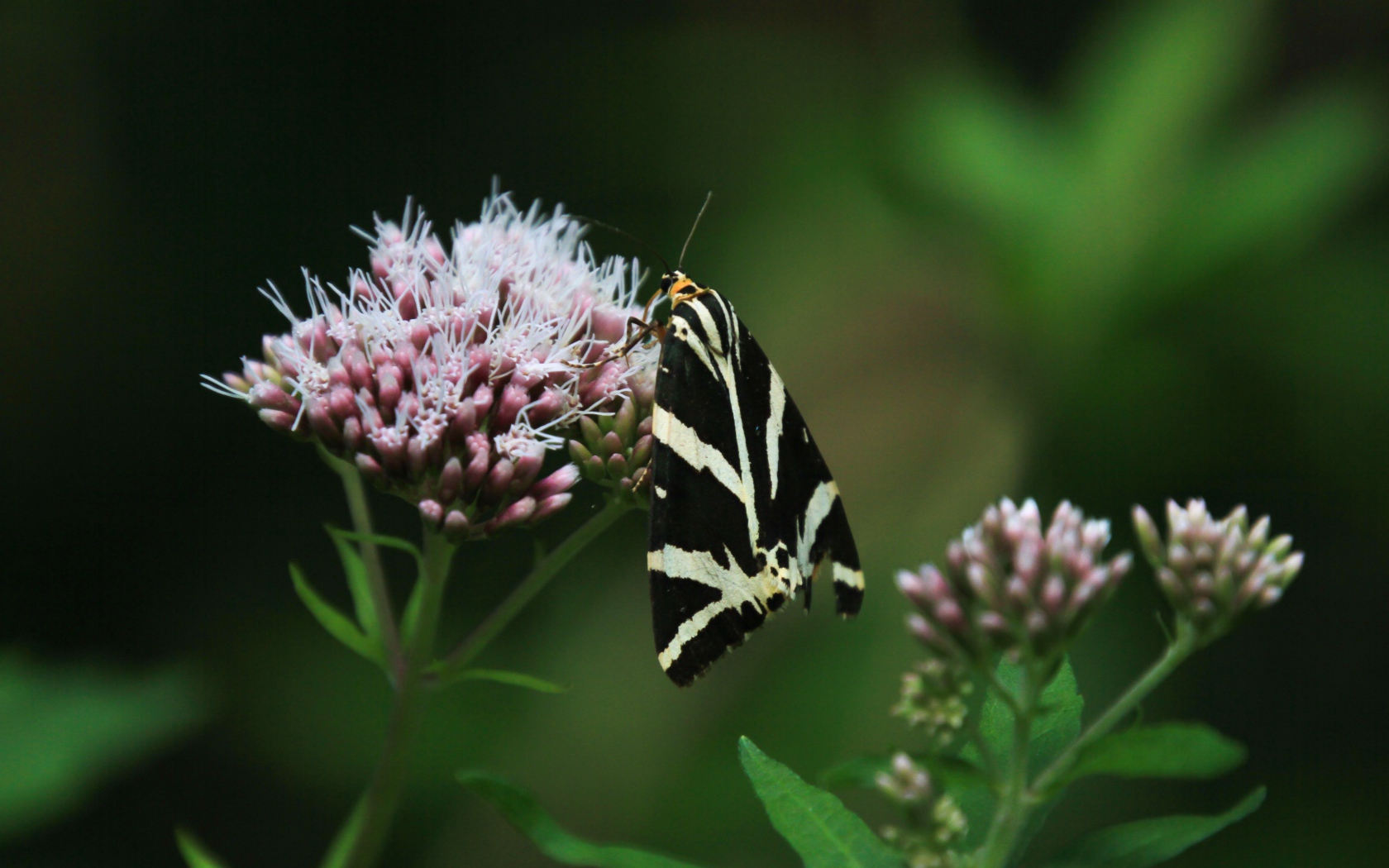 Черно-белая бабочка сидит на розовом цветке 