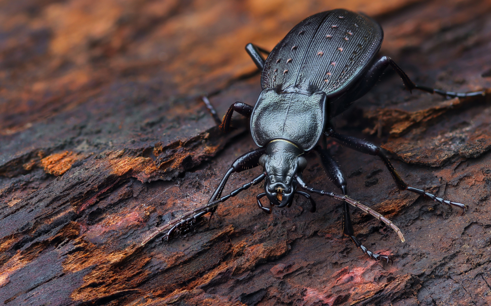 Черный жук жужелица сидит на трухлявом дереве