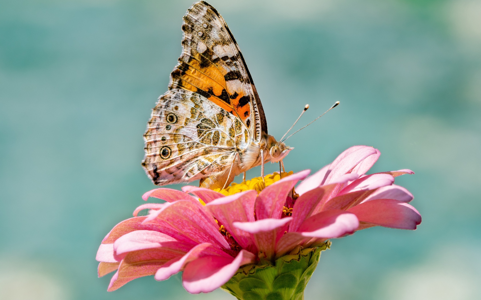 Бабочка сидит на розовом цветке циннии крупным планом