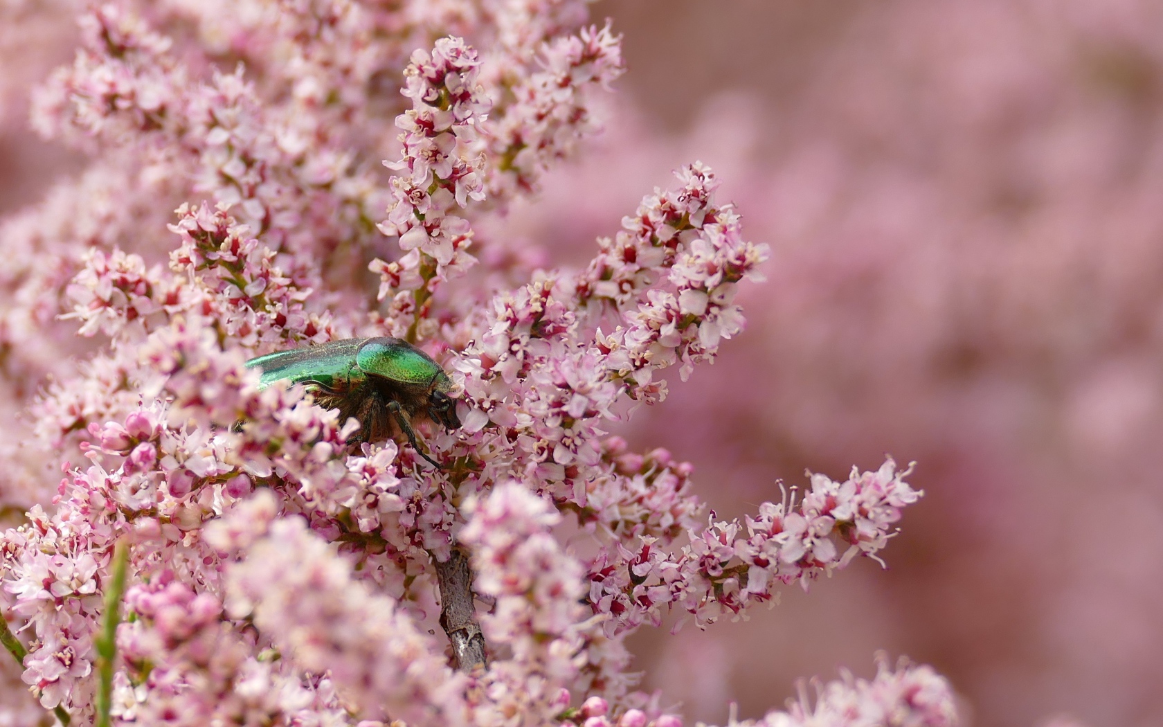 Зеленый жук на ветке с розовыми цветами