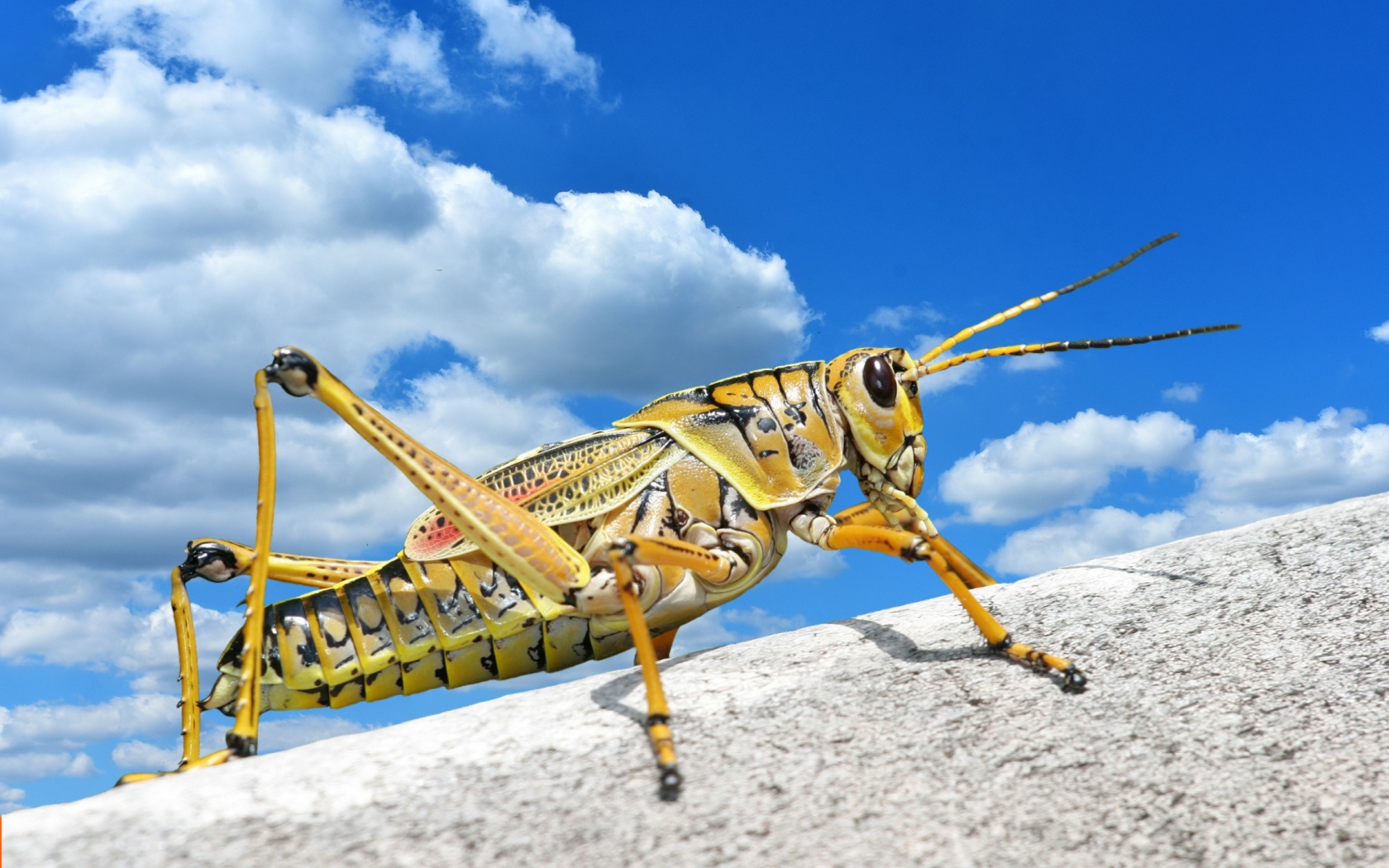 Large grasshopper on a stone against a blue sky
