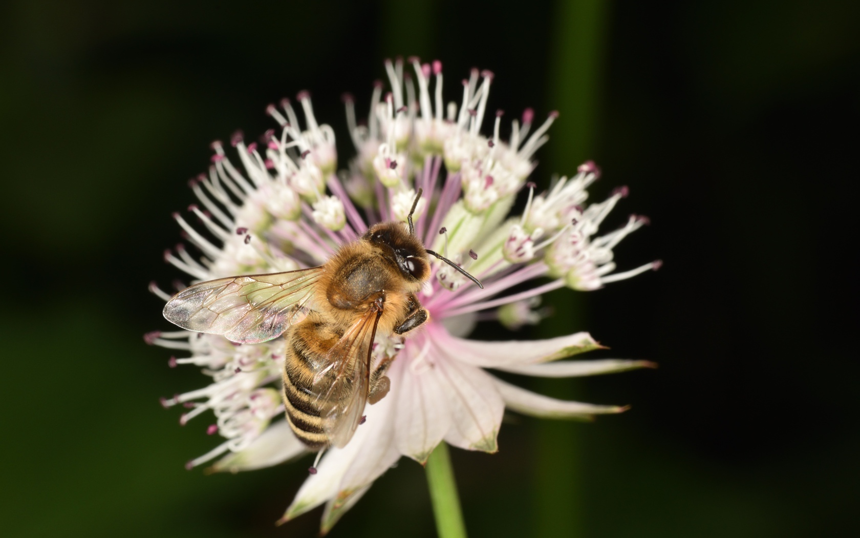 Маленькая пчела сидит на цветке