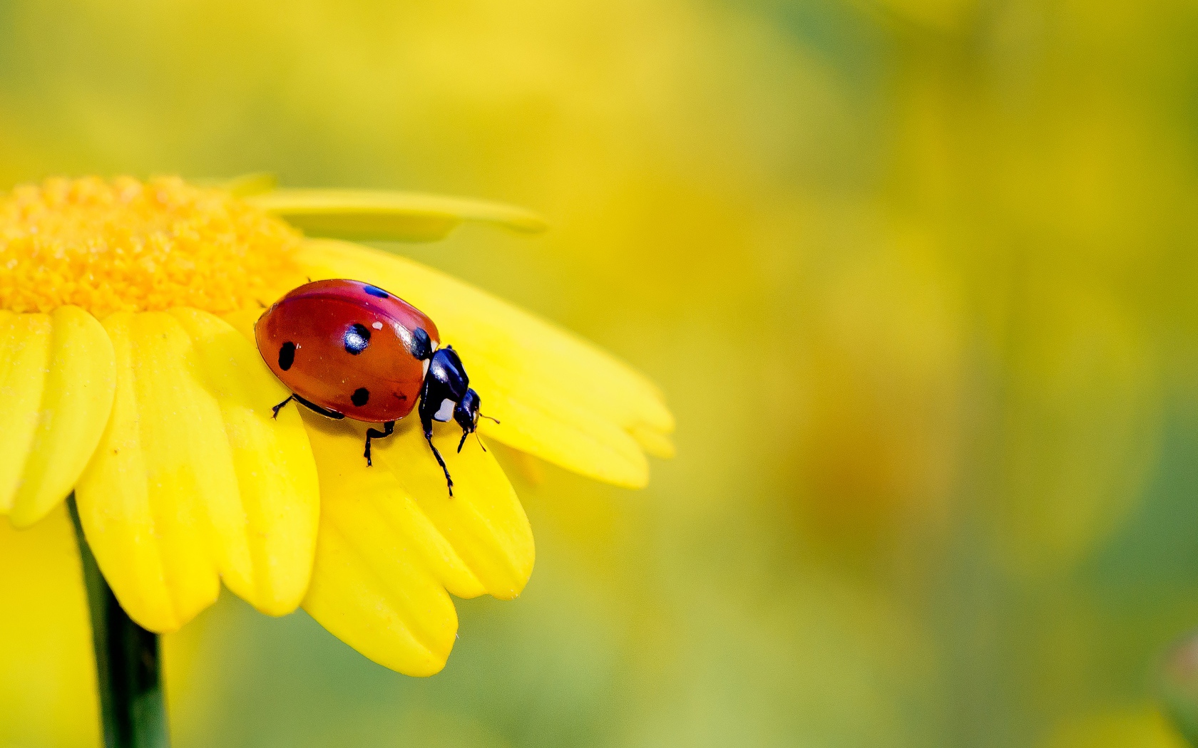 Маленькая красная божья коровка на желтом цветке 