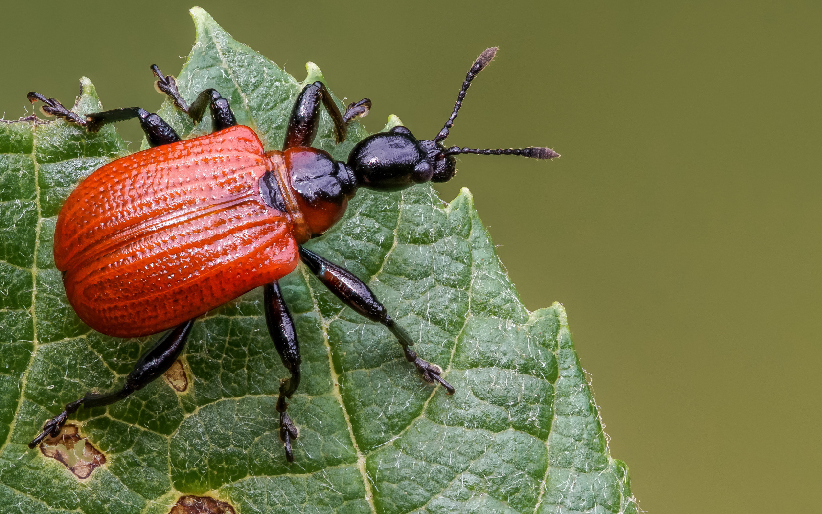 Оранжевый жук Трубковёрт орешниковый сидит на зеленом листе