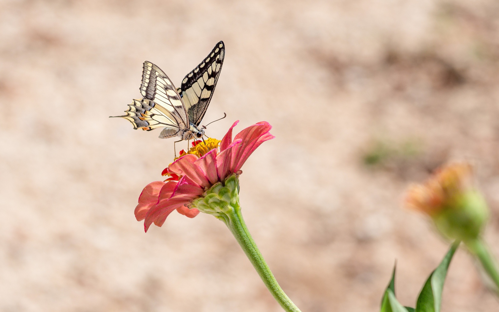 Бабочка махаон сидит на красном цветке цинии 