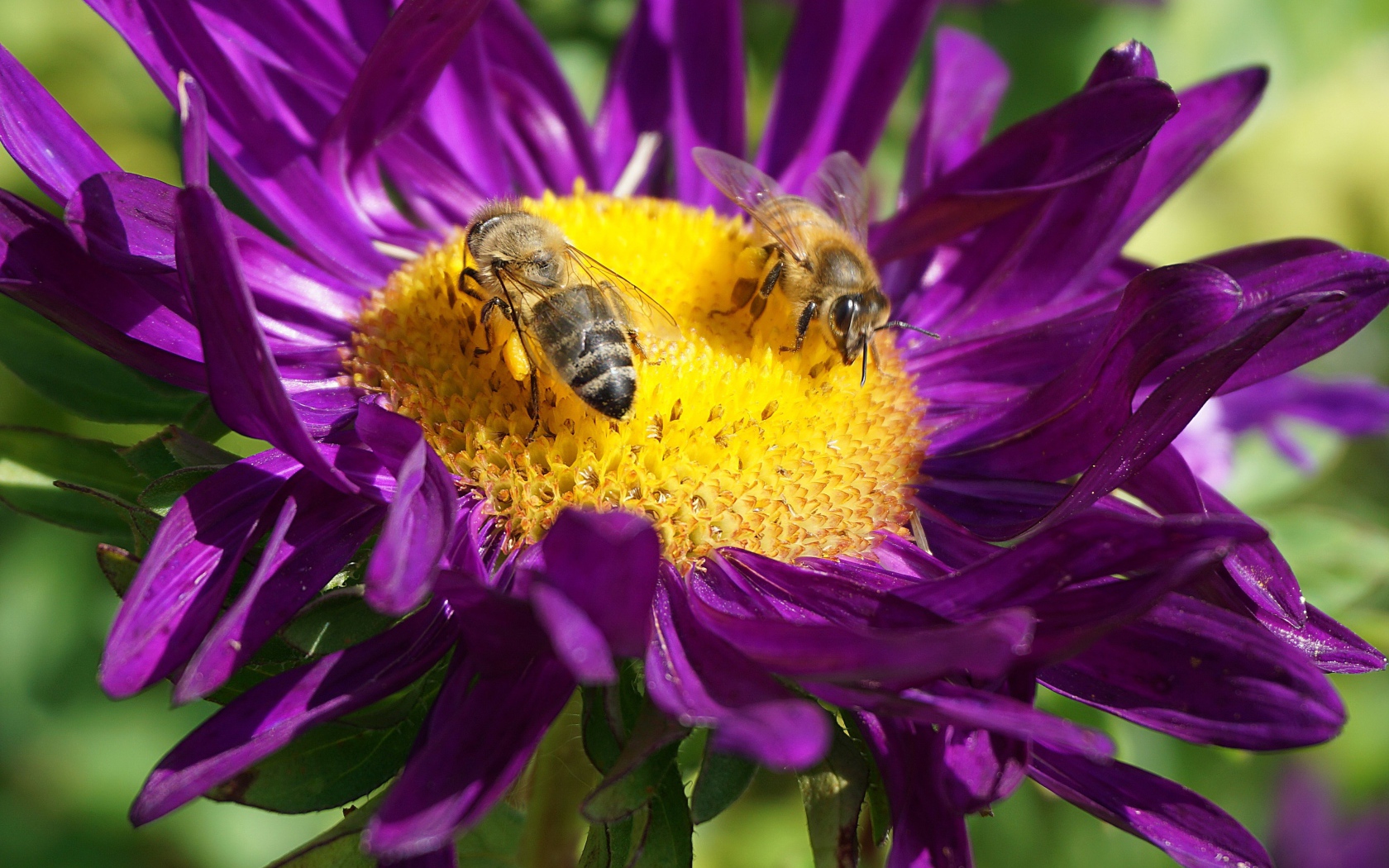 Две пчелы сидят на цветке астры