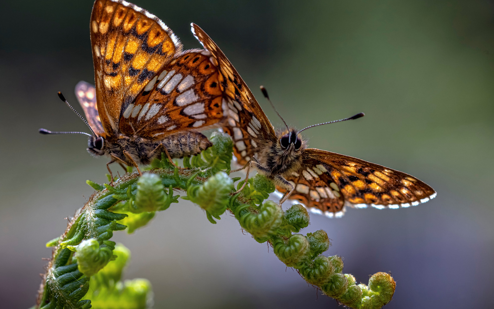 Две коричневые бабочки на зеленом листе папоротника 