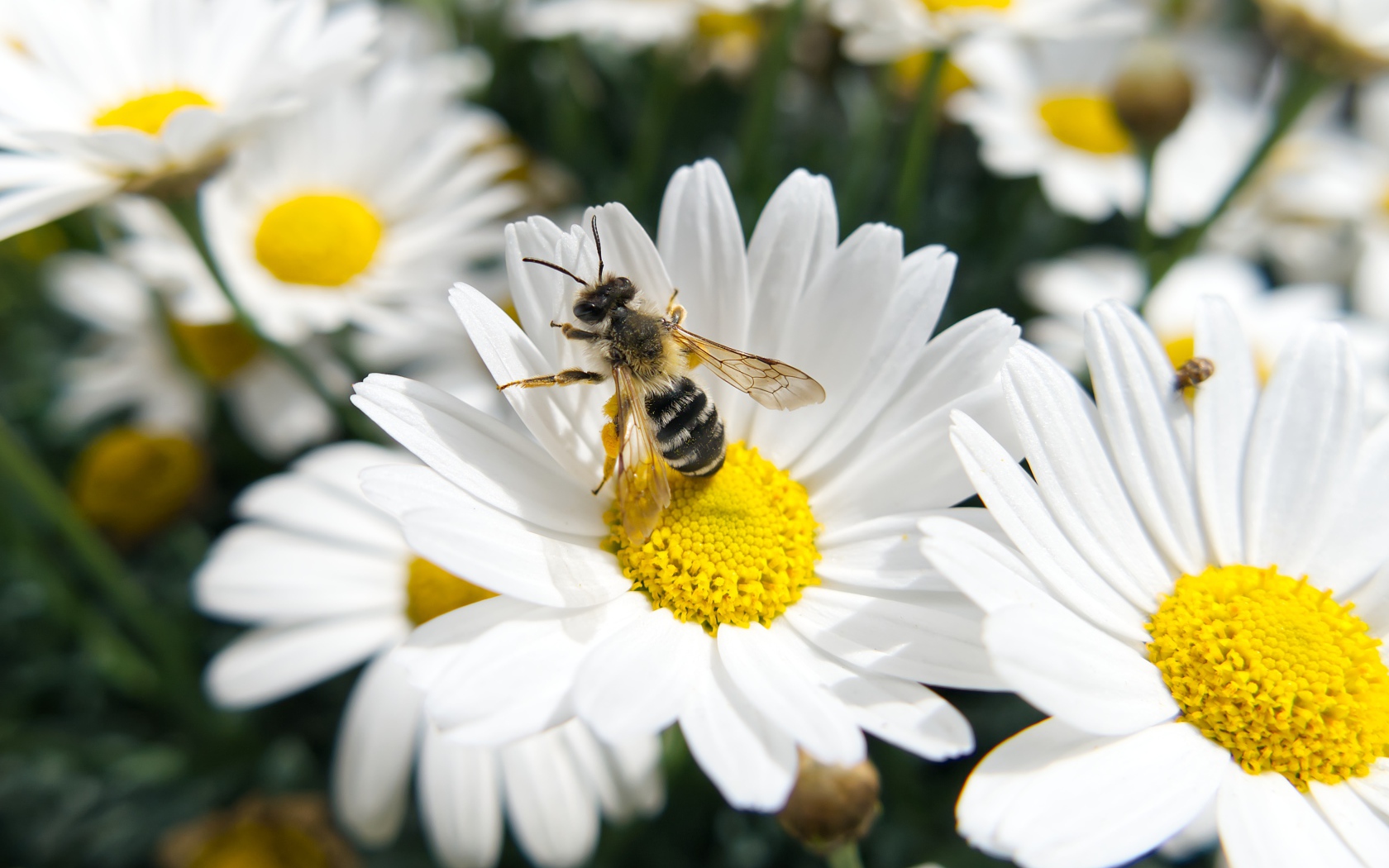 Белые полевые ромашки с пчелой 