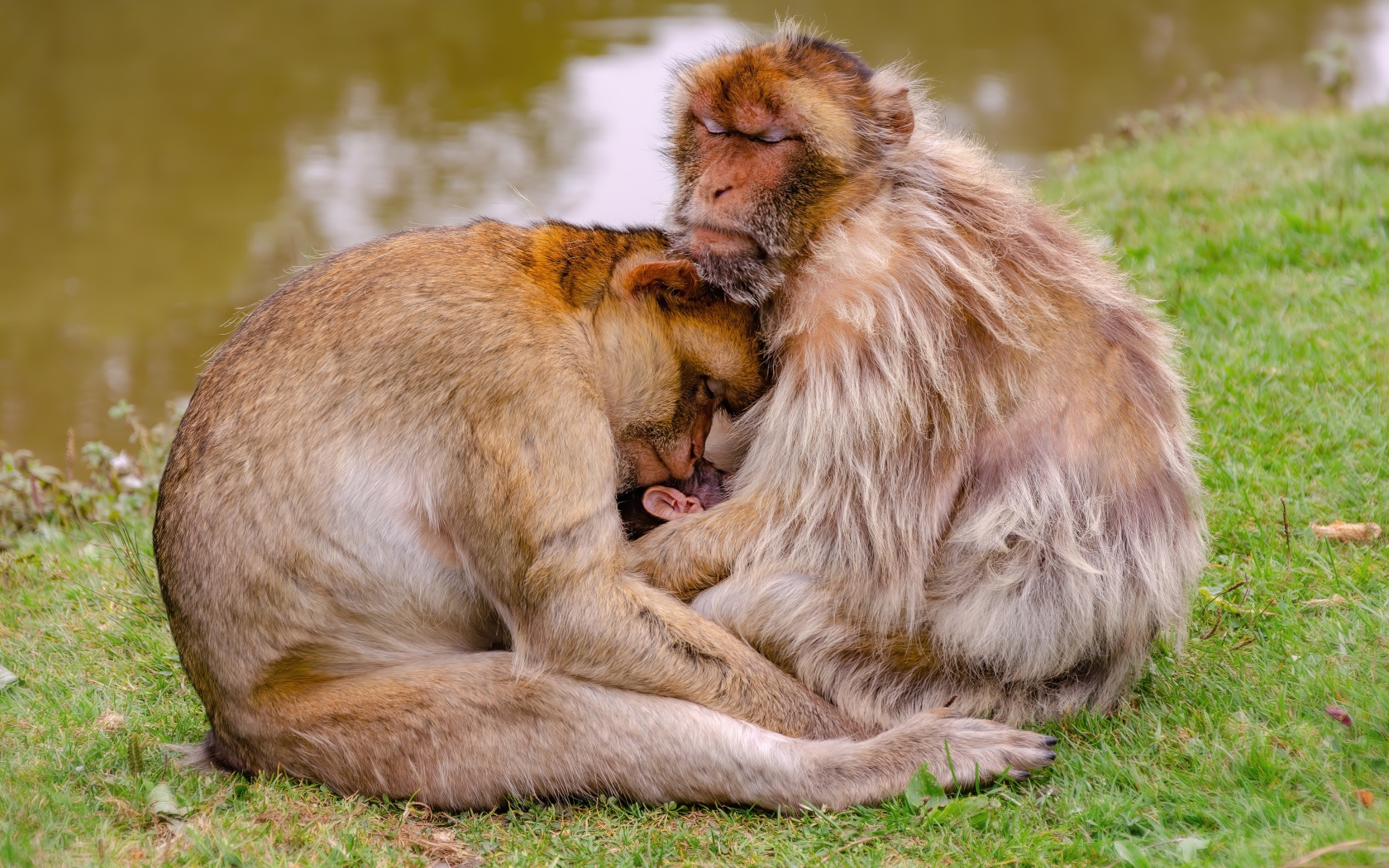 Семья варварской макаки у пруда