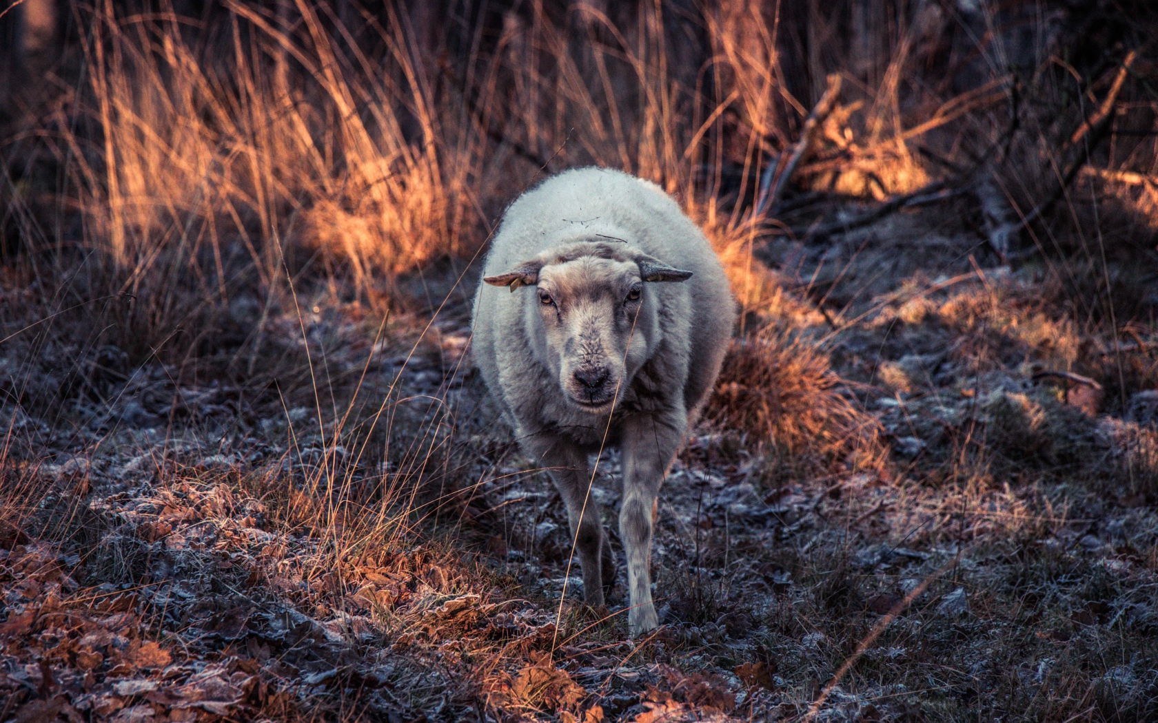 Овца гуляет по покрытой инеем траве 