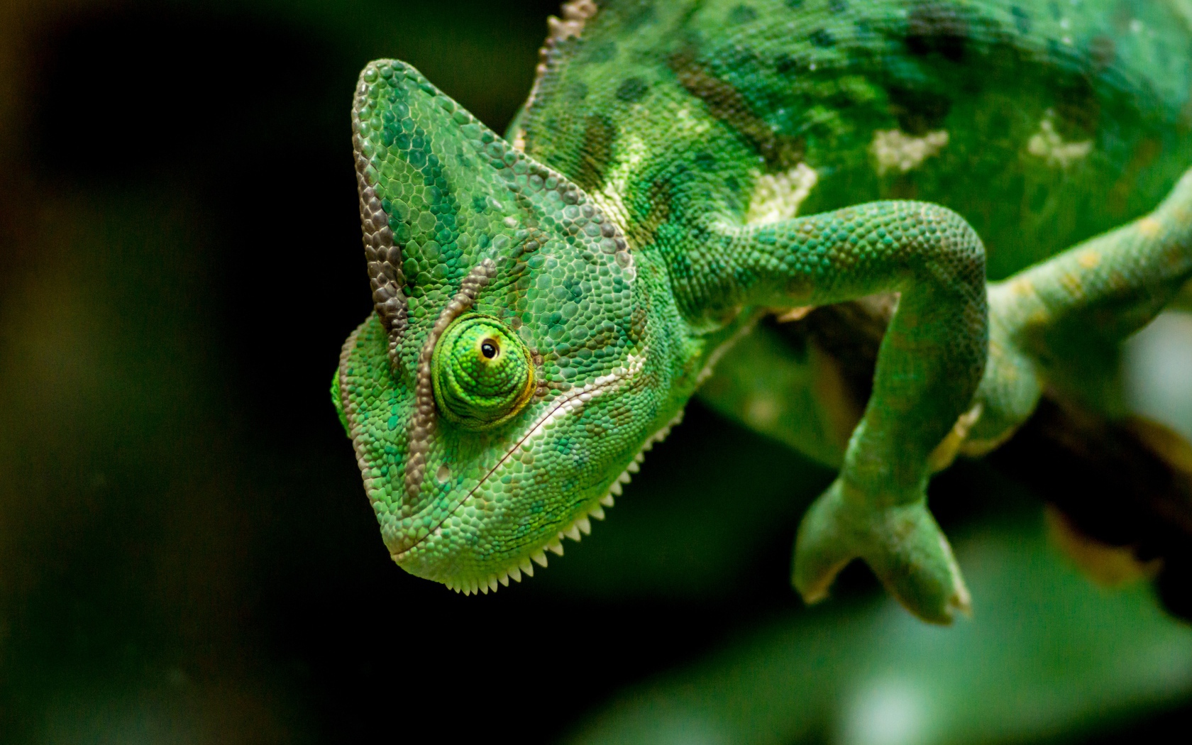 Большой зеленый хамелеон крупным планом