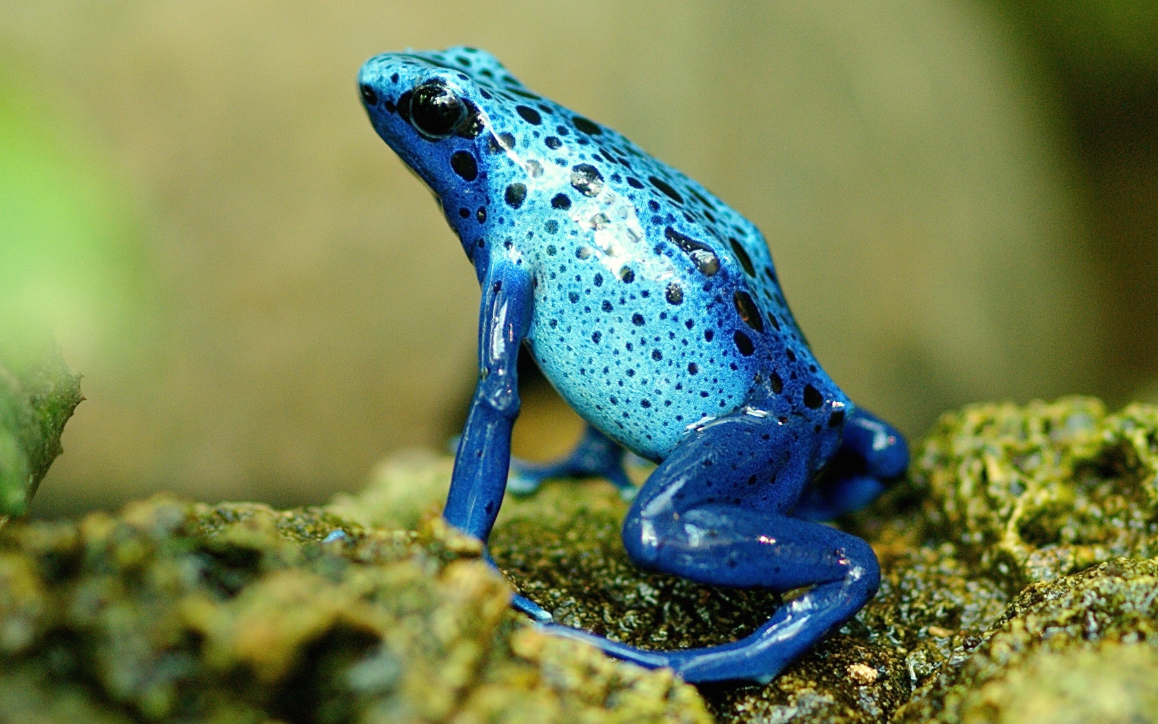 Голубая экзотическая лягушка на камне