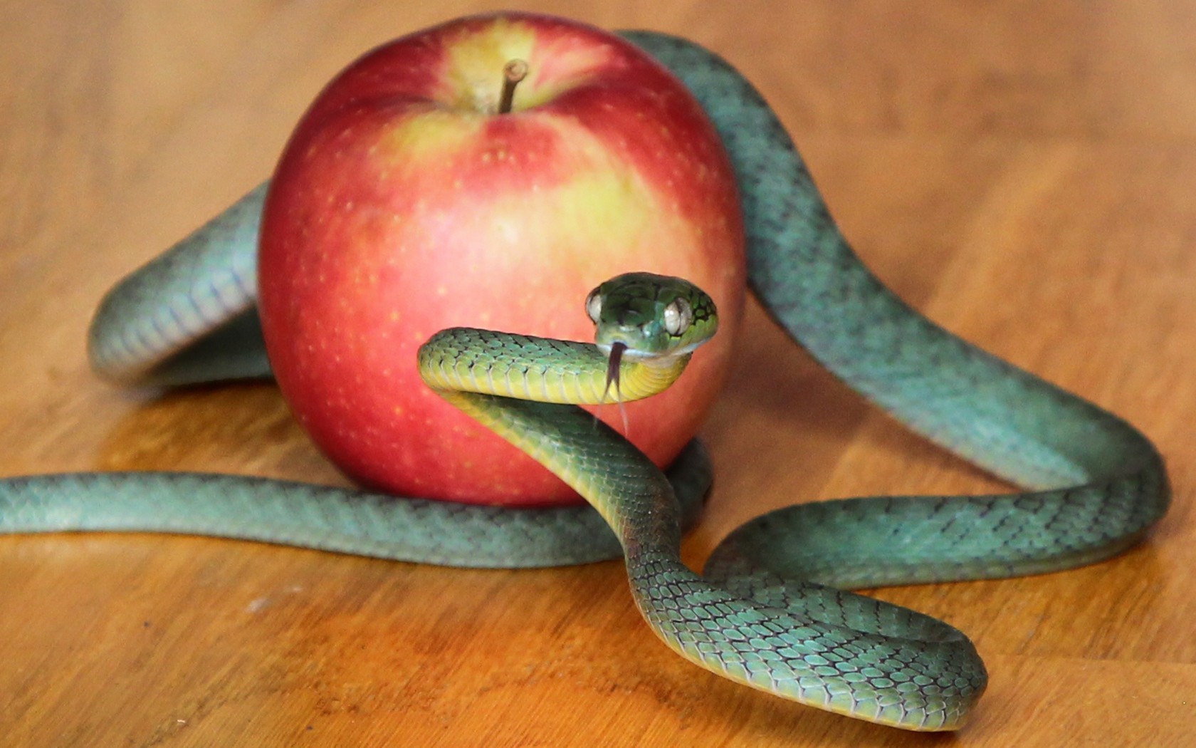 Зеленая змея с красным яблоком на столе 