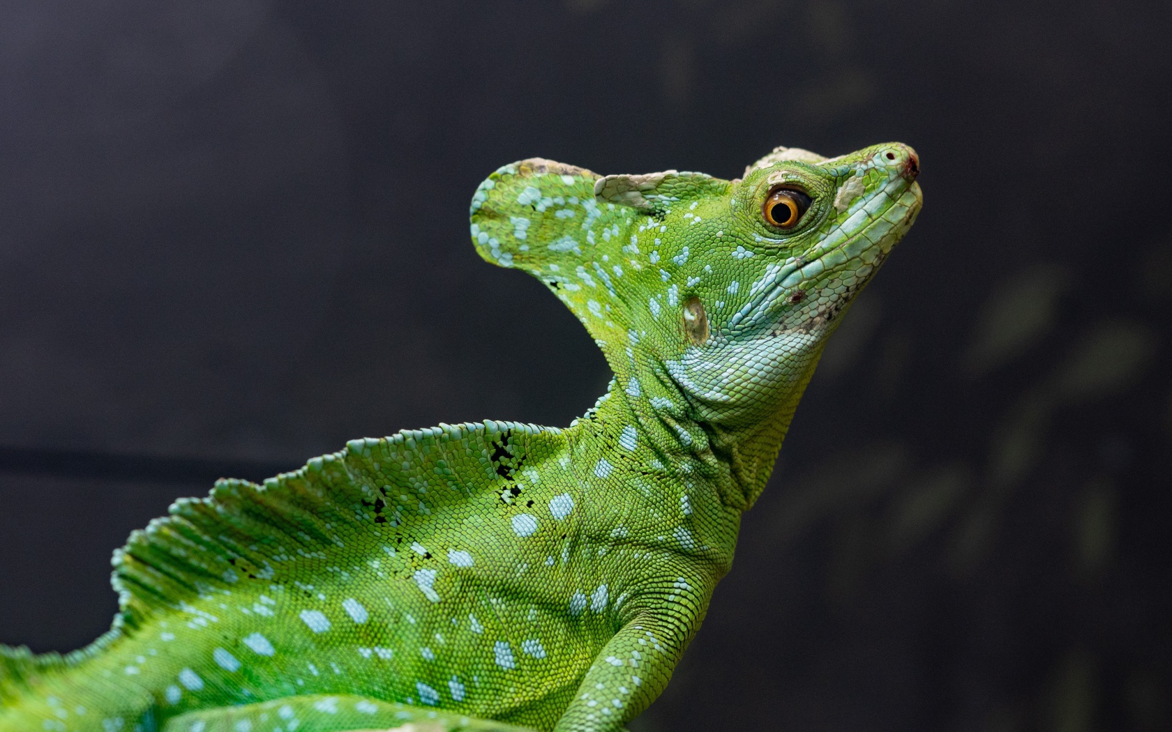 Большой зеленый василиск на сером фоне