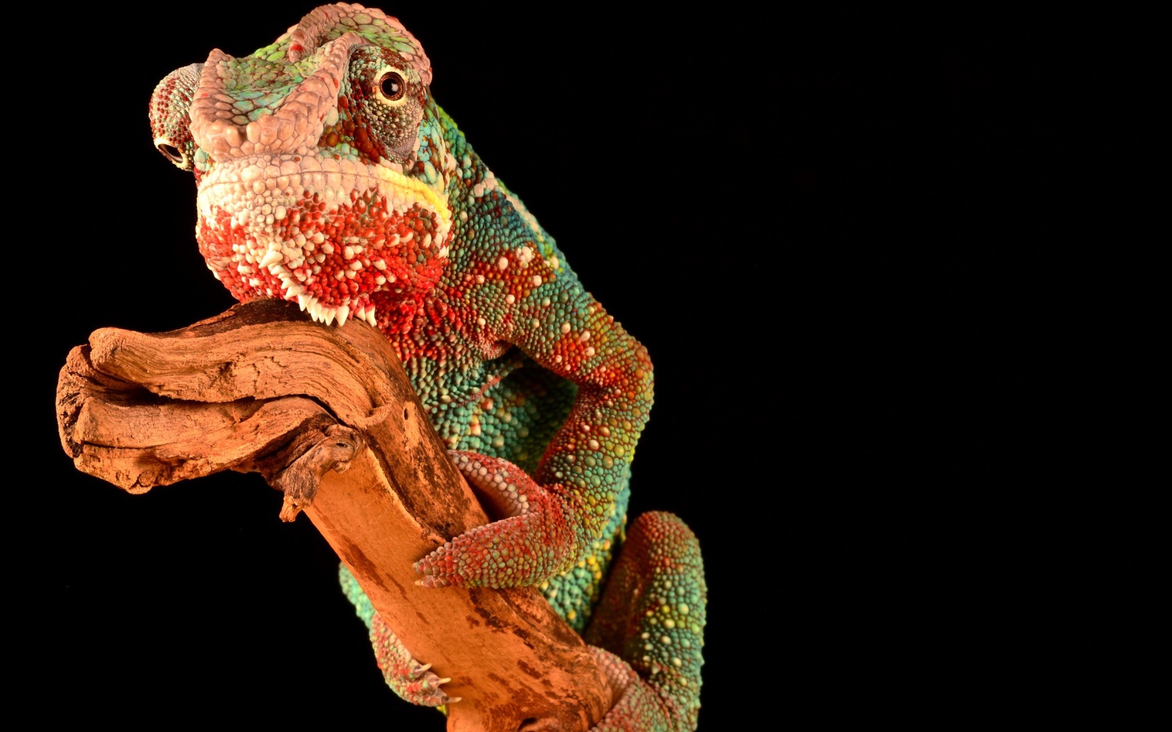 Разноцветный хамелеон на ветке на черном фоне