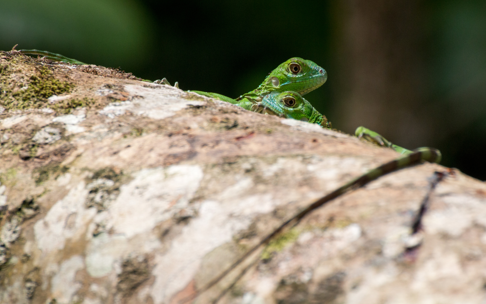 Две зеленых ящерицы на дереве