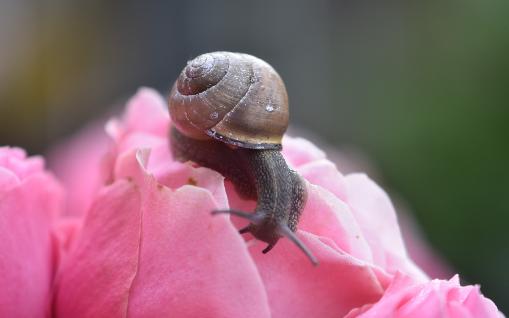 Большая улыбка сидит на розовом цветке розы