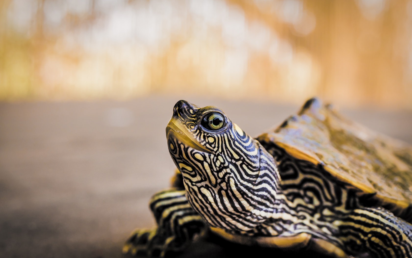 Большая полосатая черепаха 