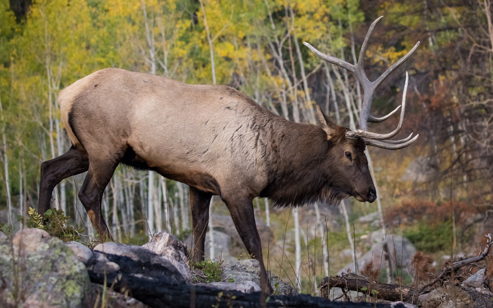 Большой олень идет по камням по лесу 