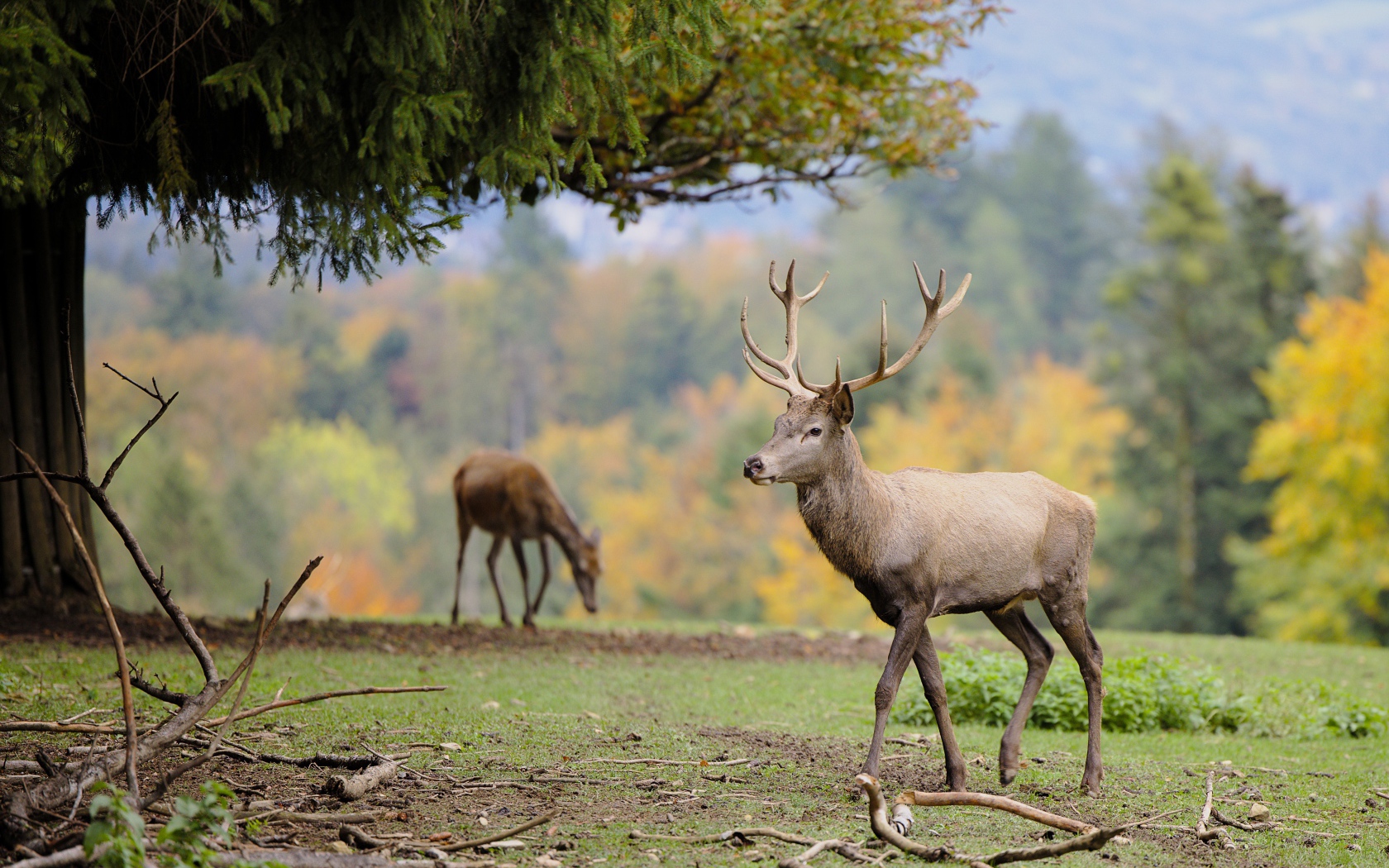 Олени пасутся на зеленой траве в парке 