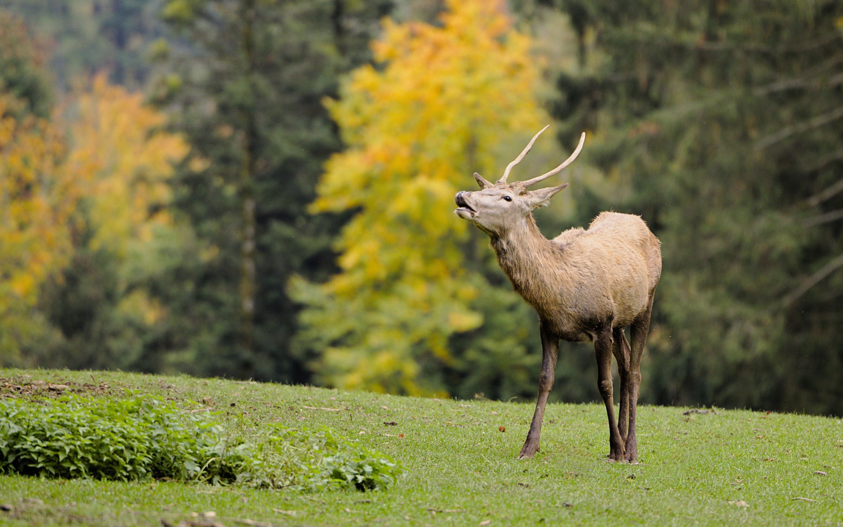 Олень кричит в лесу 