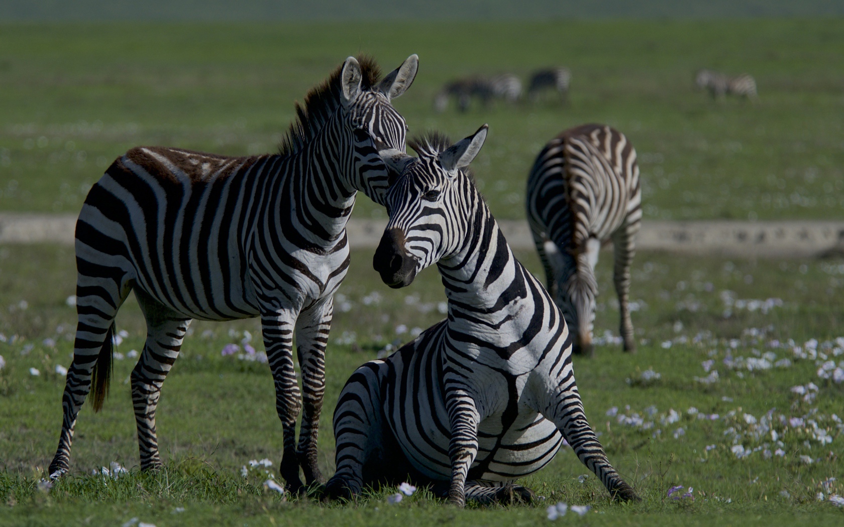 Стадо полосатых зебр на зеленой траве 