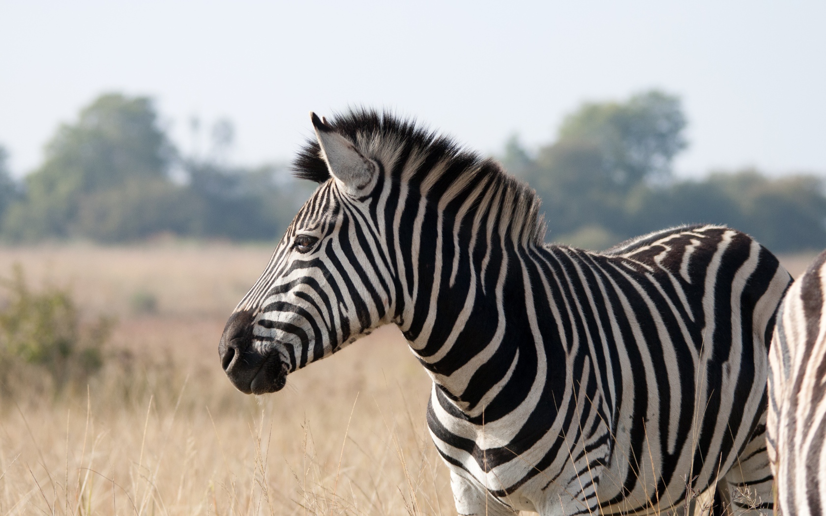 Большая полосатая черно-белая зебра на поле 