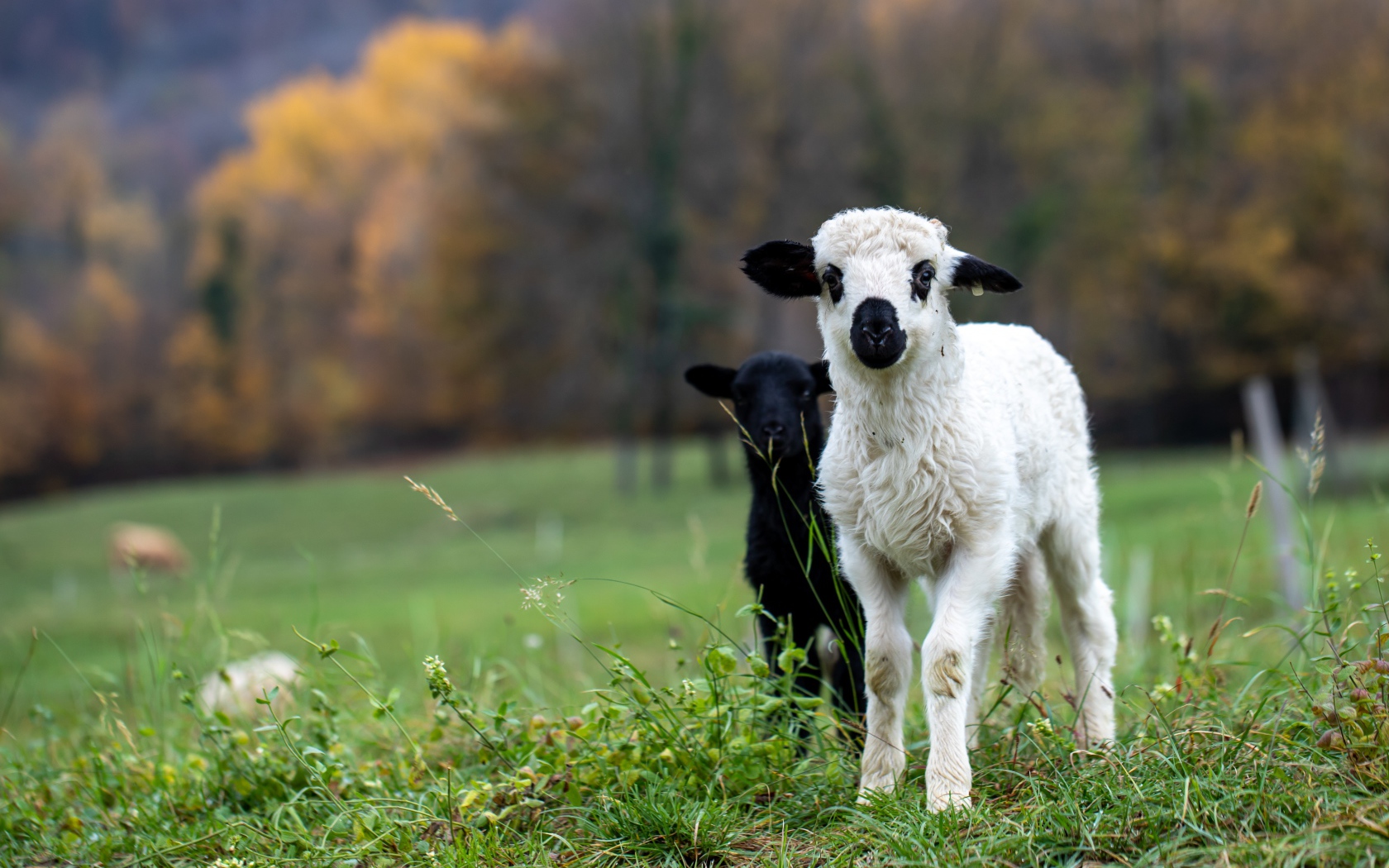 Два маленьких ягненка на зеленой траве 