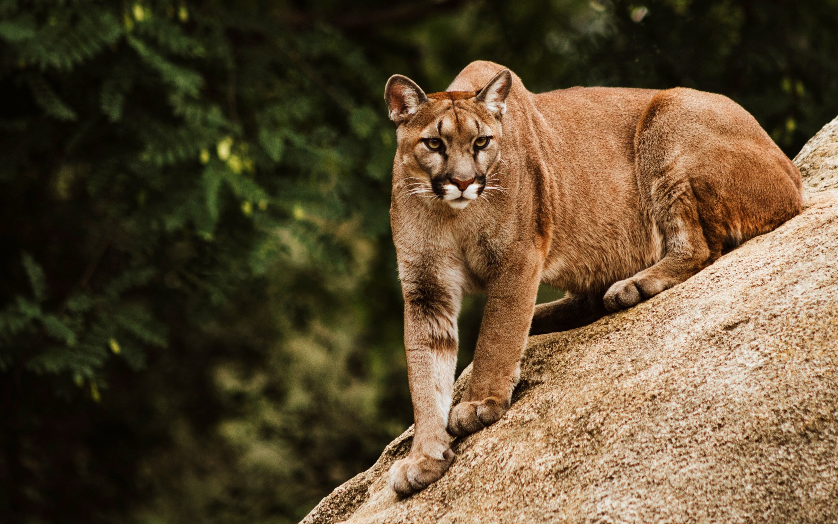 Большая хищная пума сидит на камне 