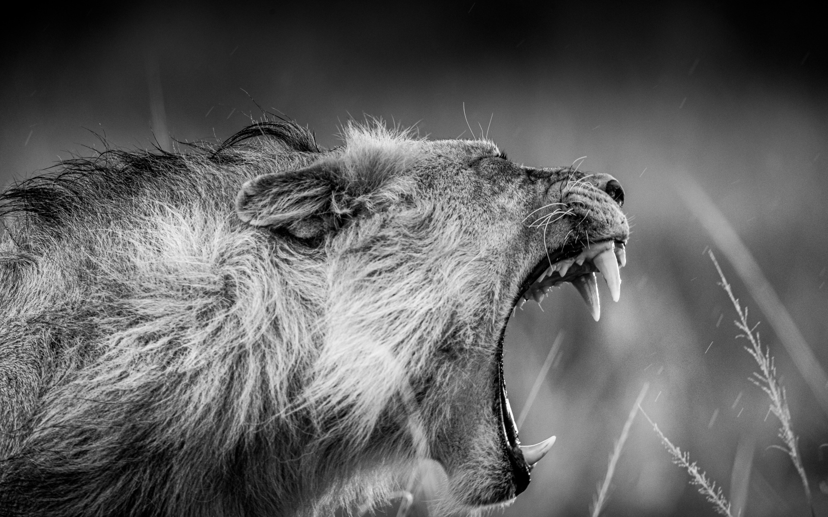 Terrible roar of a lion black and white photo
