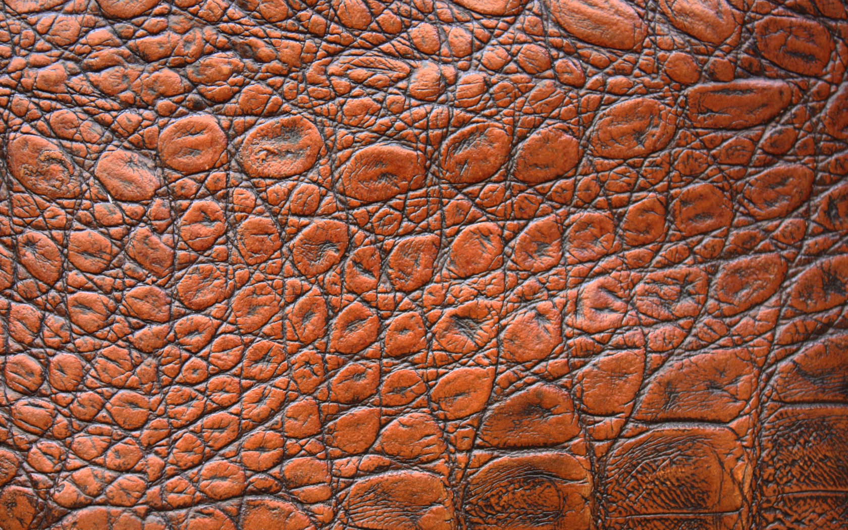 Коричневая кожа крокодила крупным планом, фон