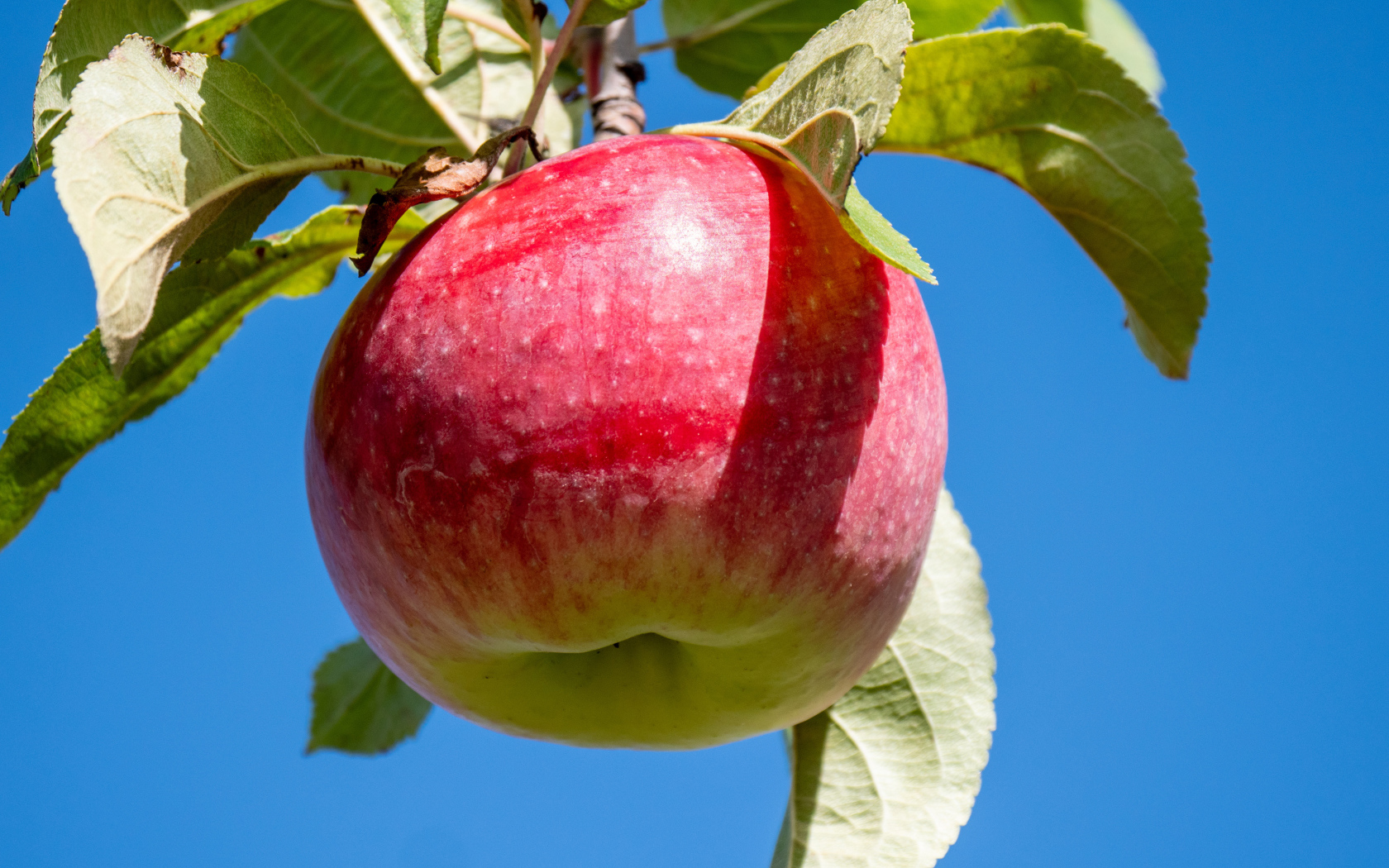 Красивое красное яблоко на ветке на фоне голубого неба