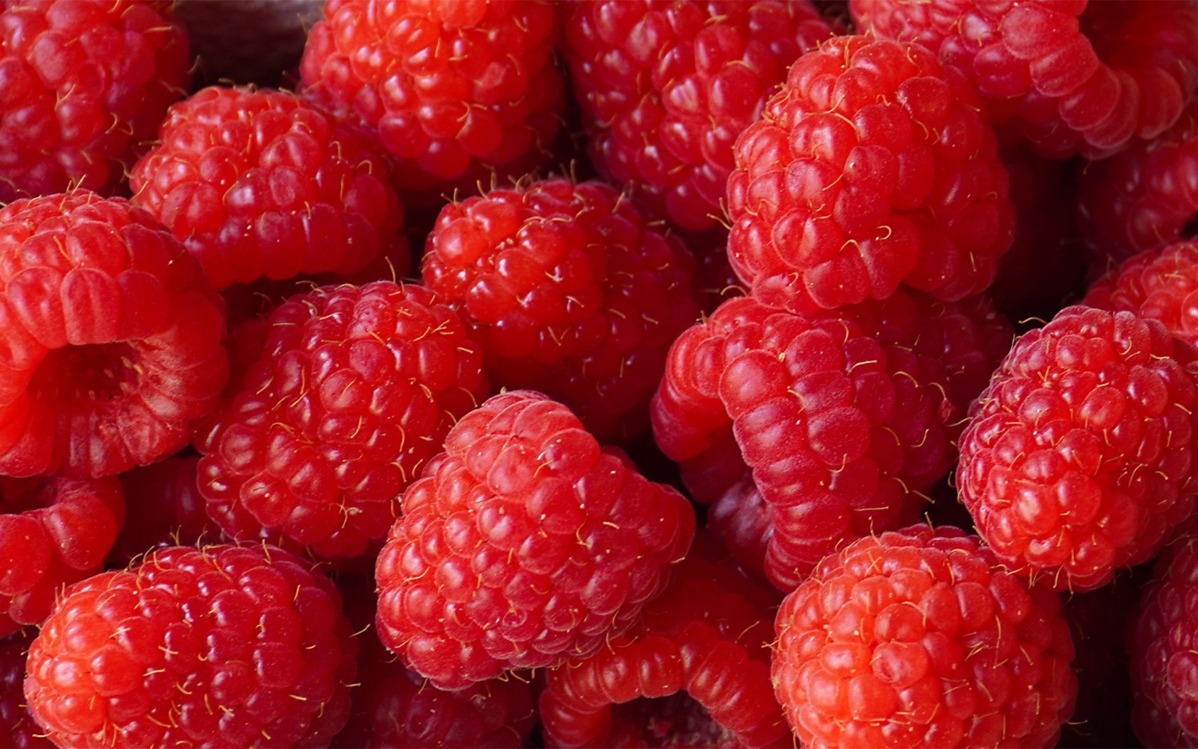 Красные сладкие ягоды малины крупным планом 