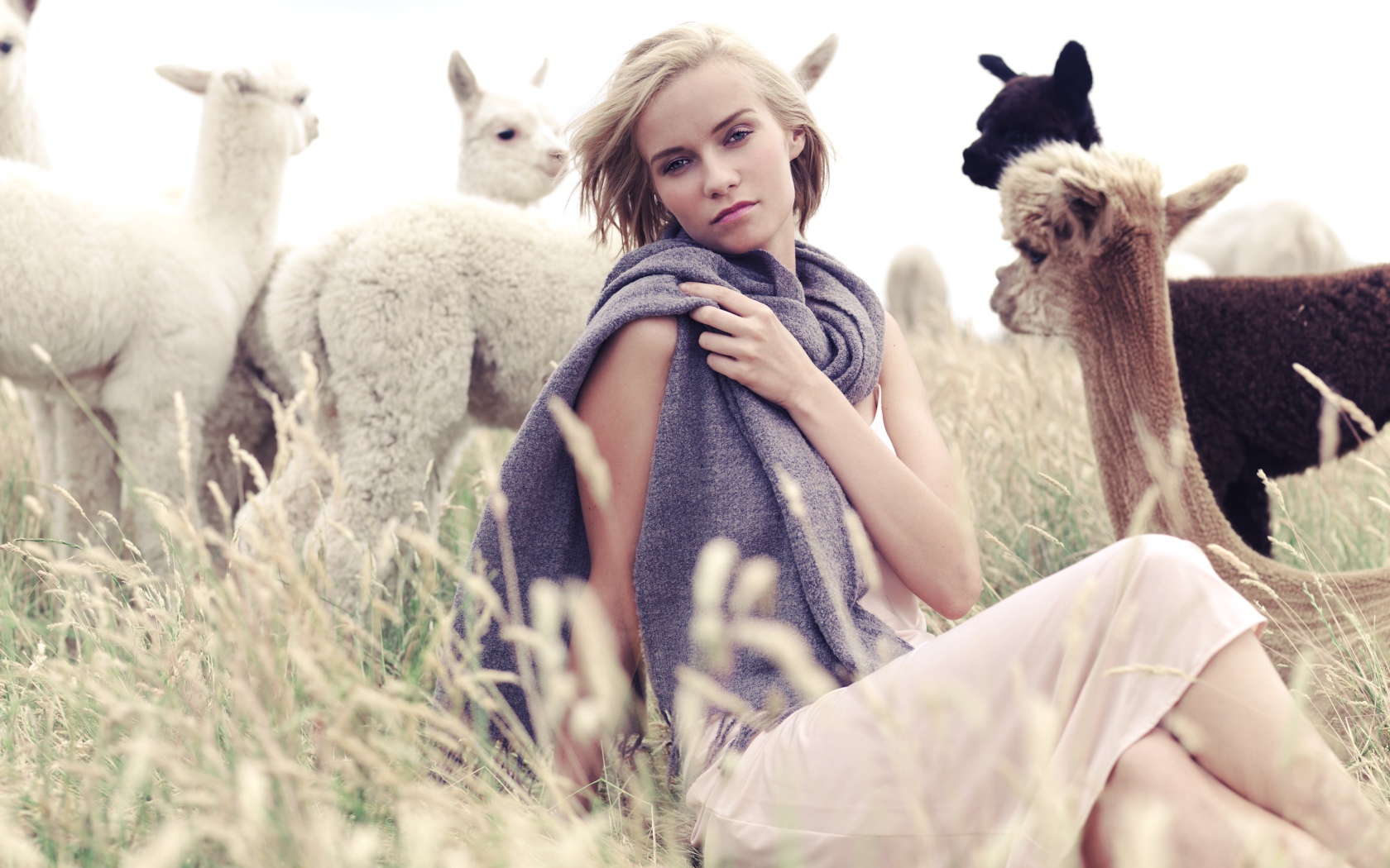 Девушка с детенышами альпаки на поле