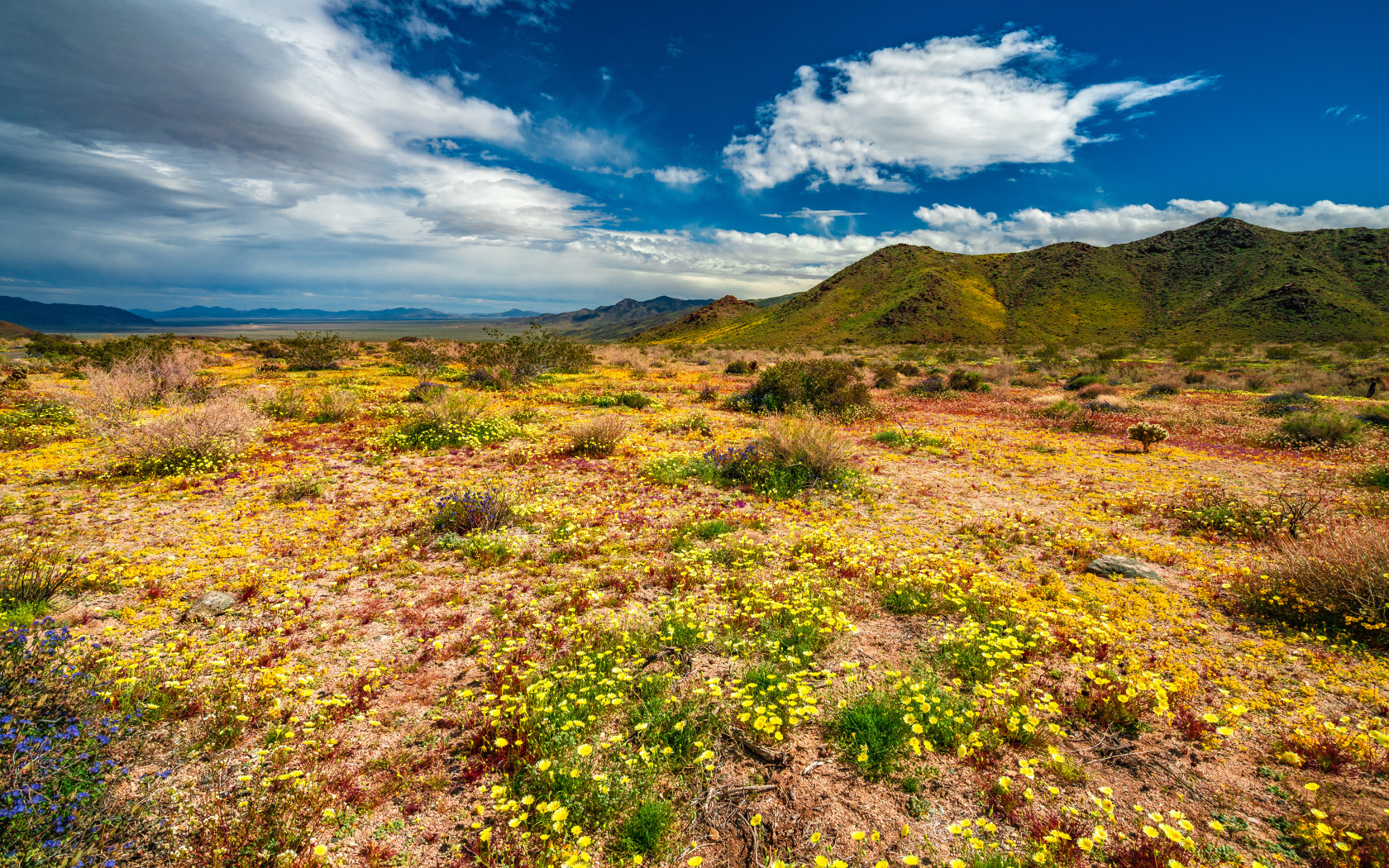 Желтые цветы в пустыне под голубым небом 
