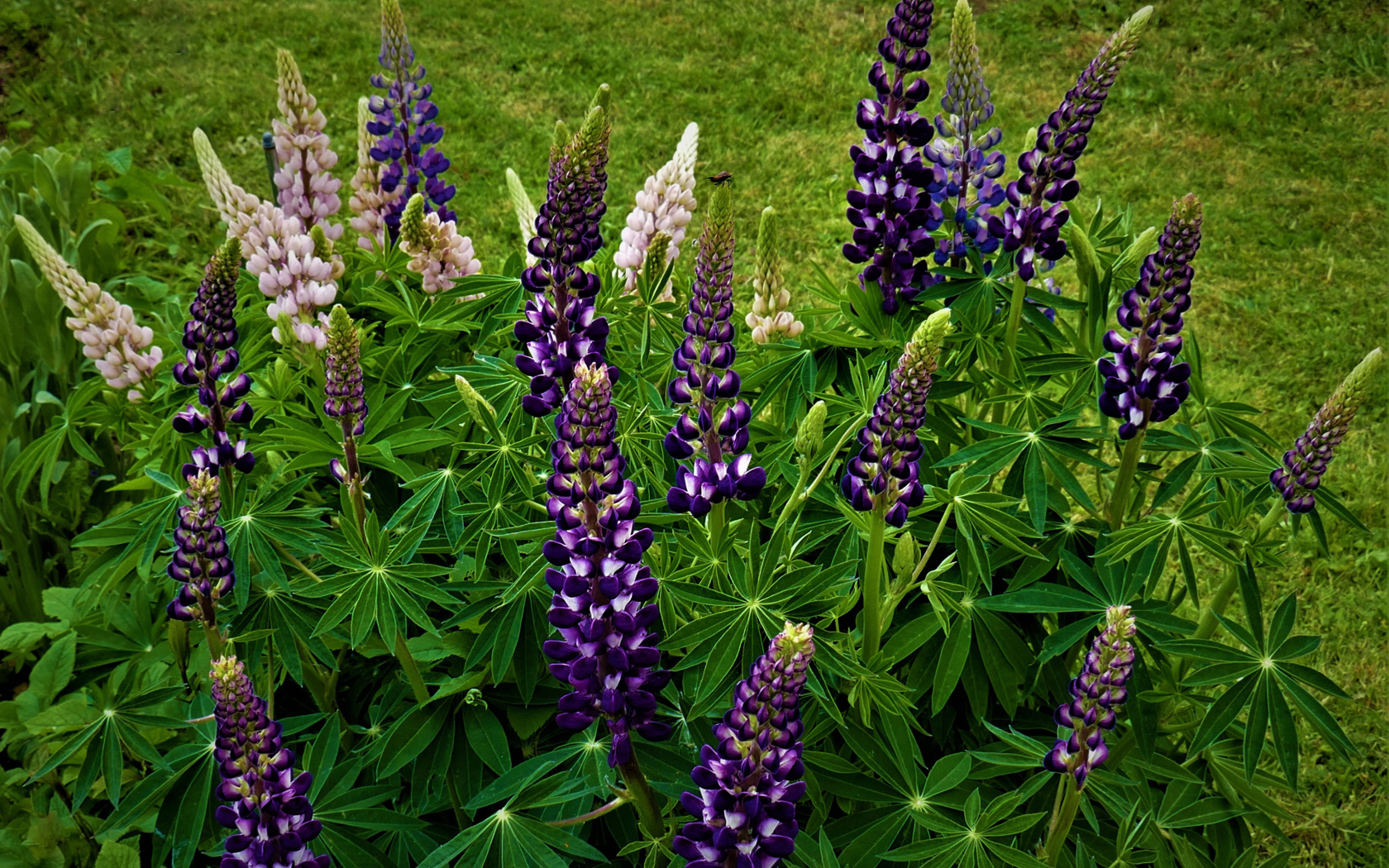 Куст фиолетовых цветов люпина на клумбе 