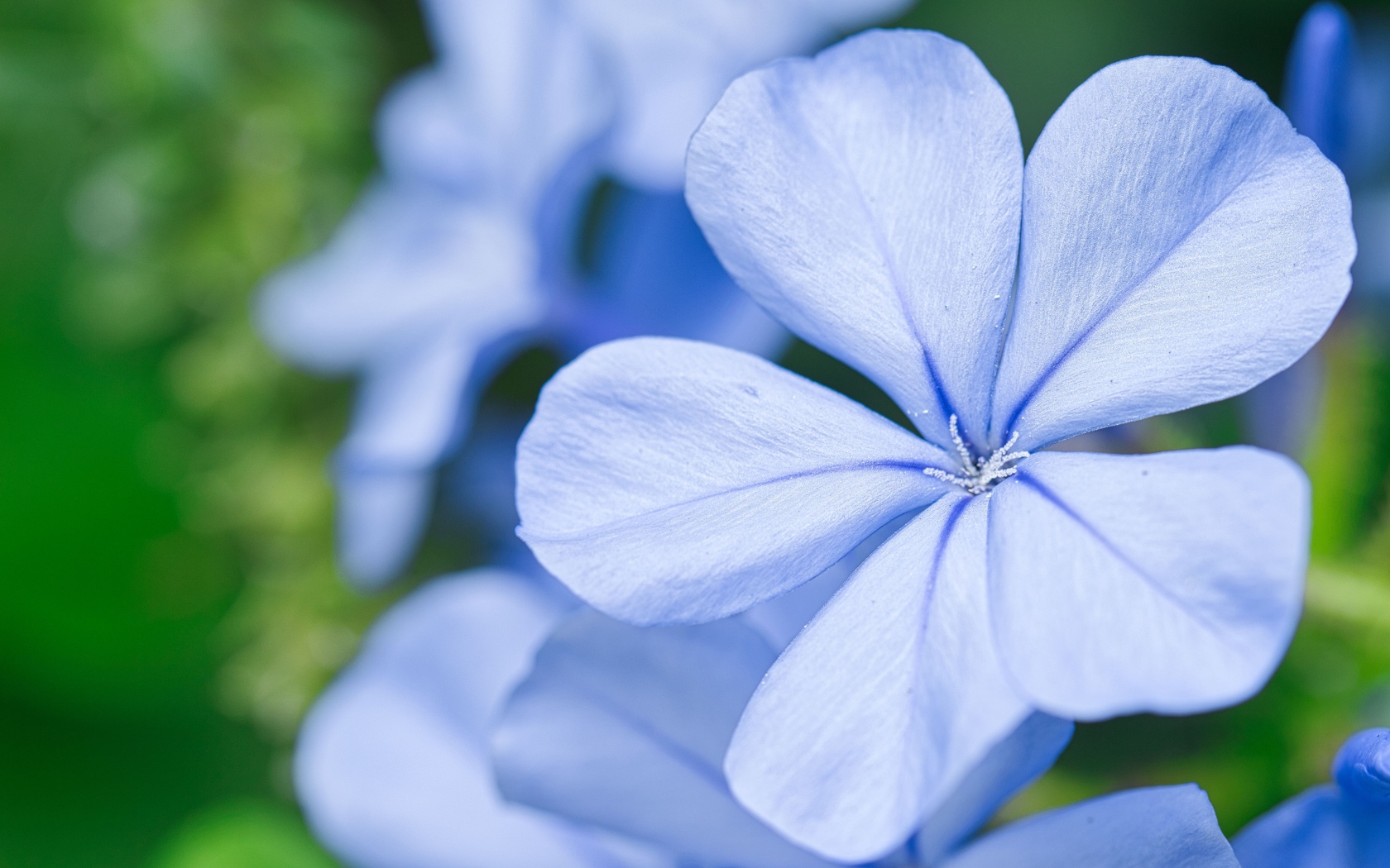 Красивый голубой цветок флокса крупным планом 