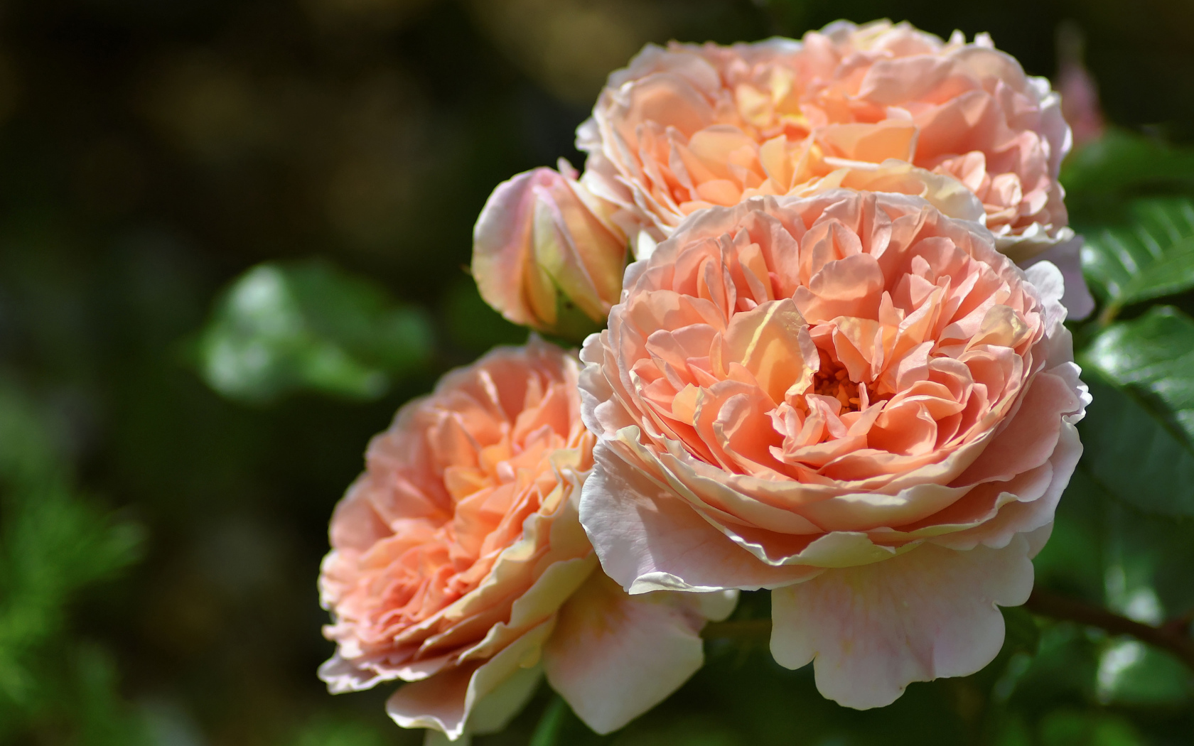 Красивые кремовые цветы парковой розы крупным планом