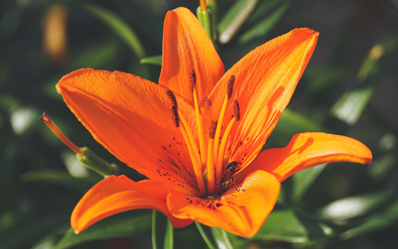 Красивый оранжевый цветок лилии крупным планом 