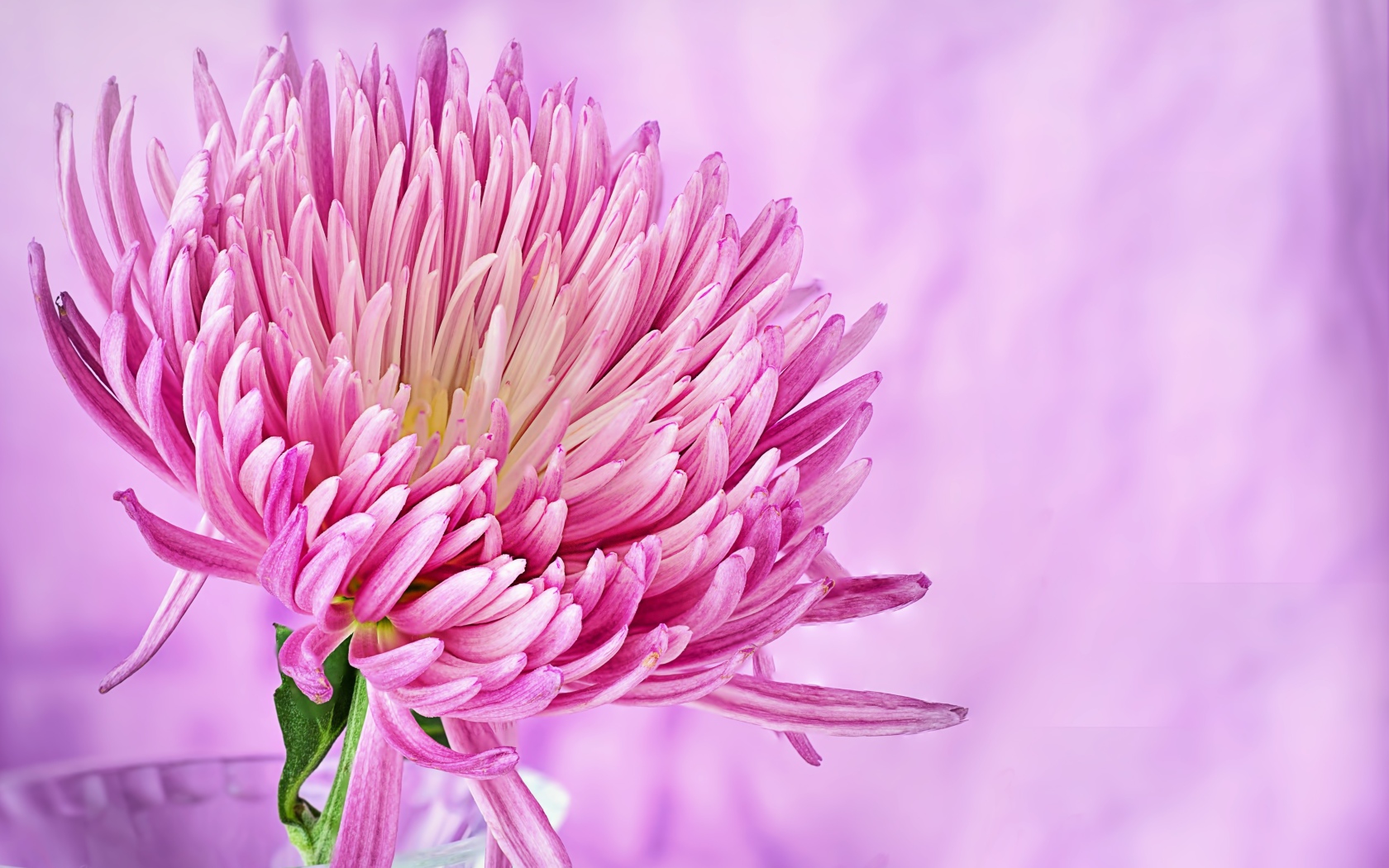 Красивый розовый цветок астры крупным планом