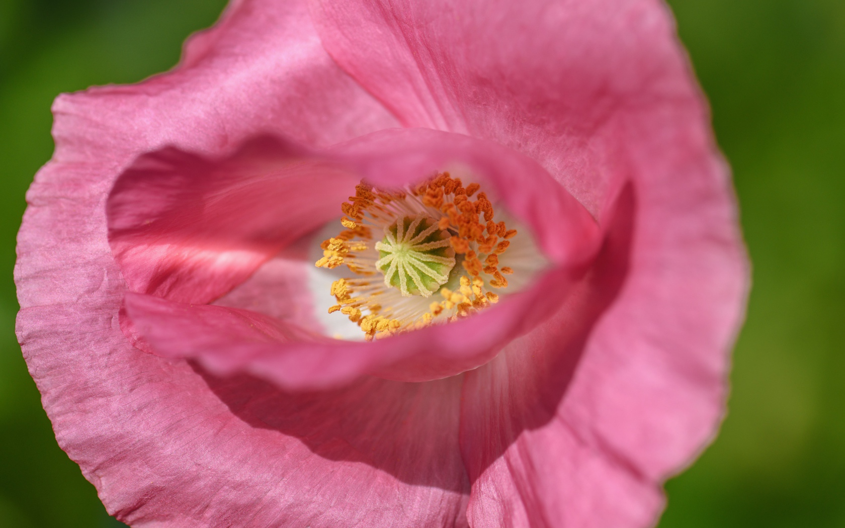 Красивый розовый цветок мака на зеленом фоне