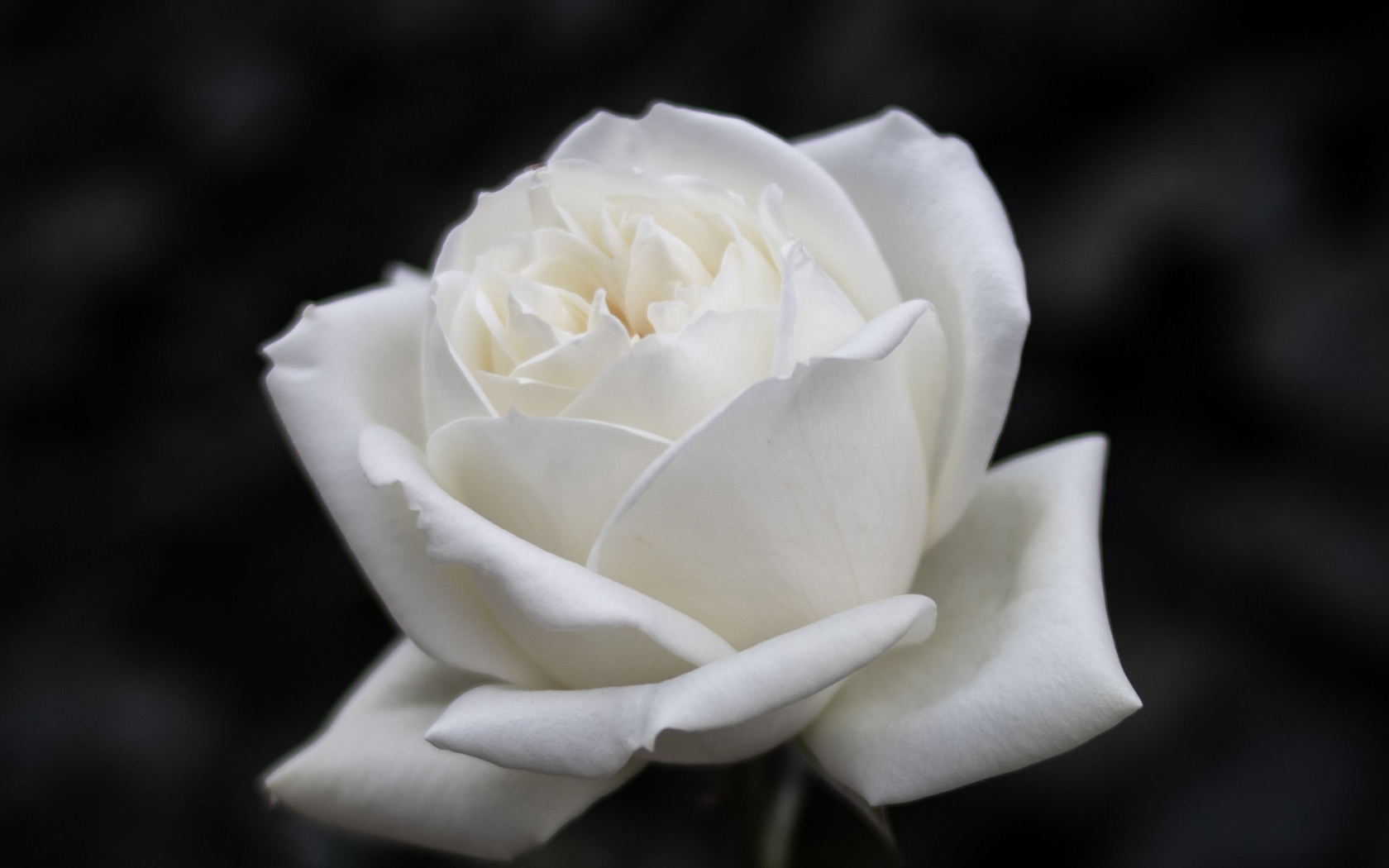 Beautiful white rose flower on black background