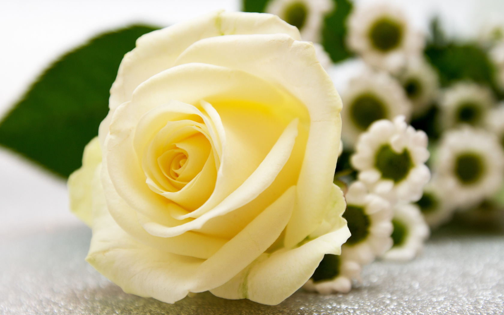 Красивая белая роза лежит на столе