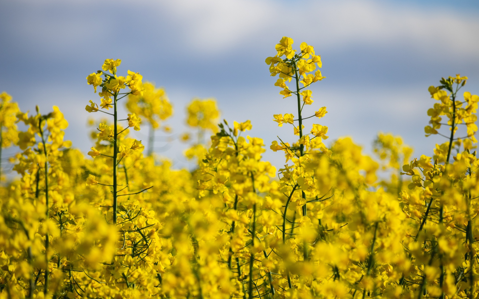 Красивые желтые цветы рапса на поле 