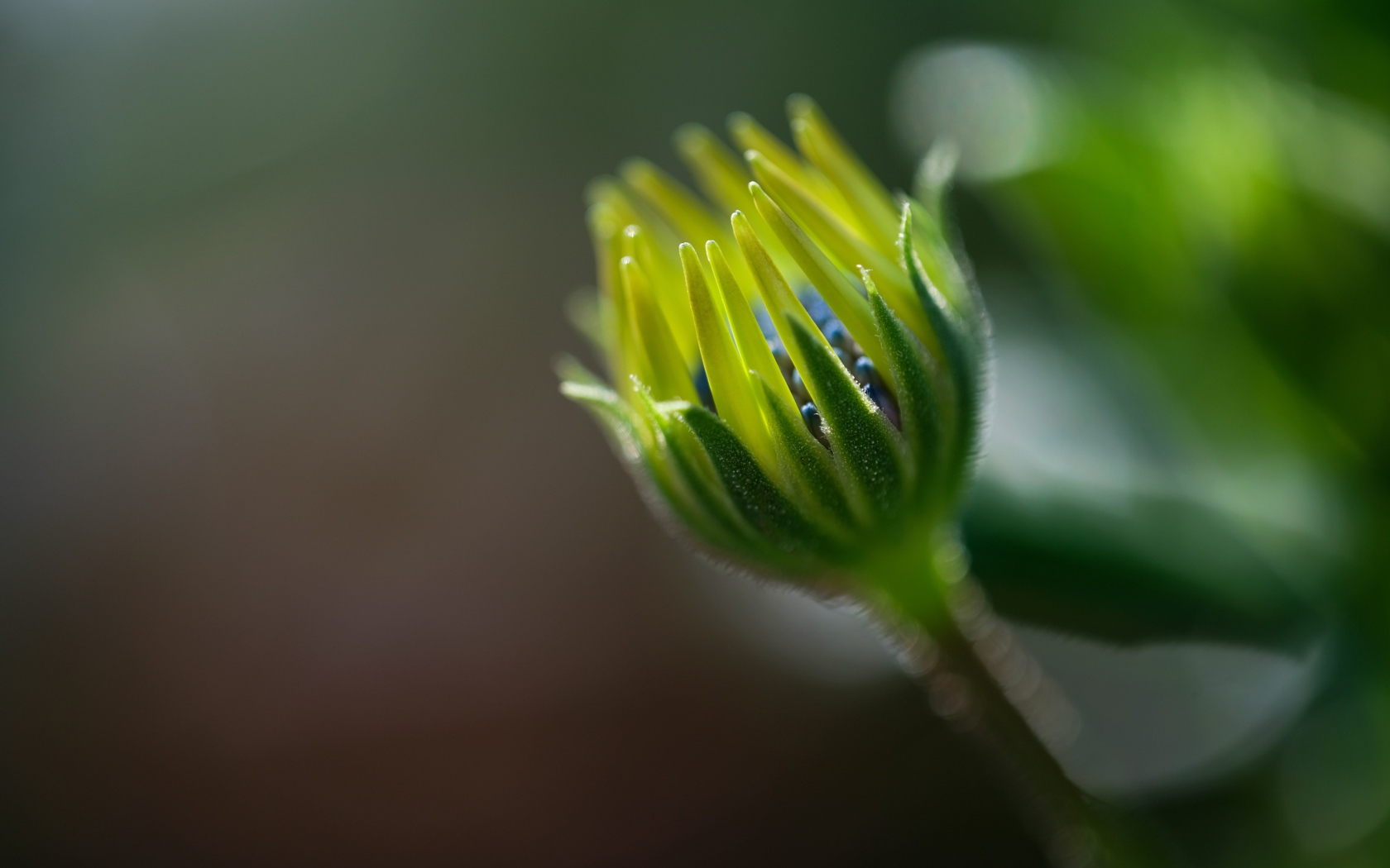 Распускающийся цветок остеоспермума крупным планом 