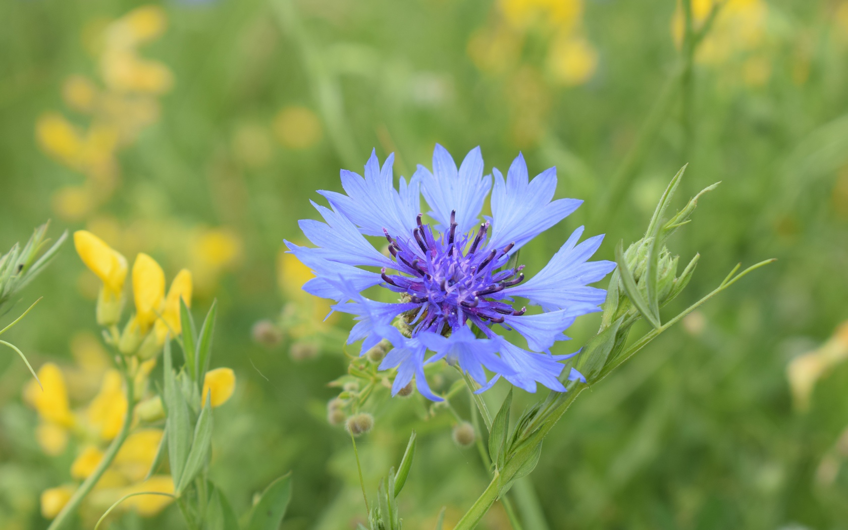 Синий полевой василек с желтыми цветами